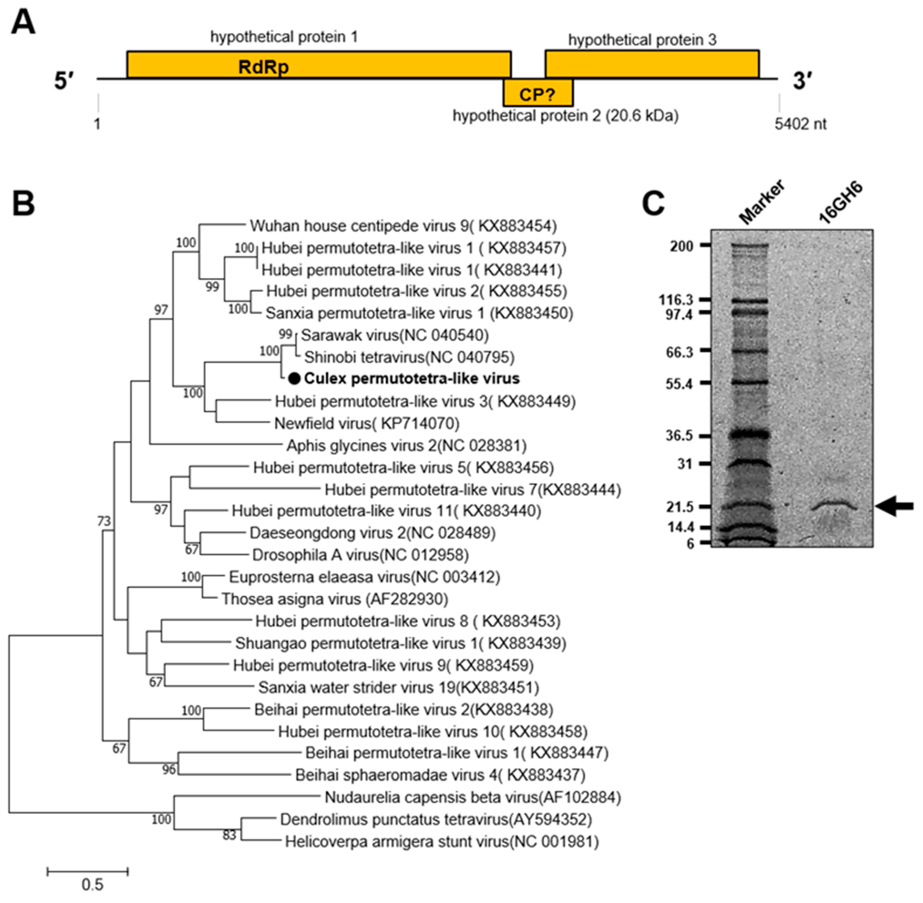 Viruses 12 00147 g008 Viruses 12 00147 g008