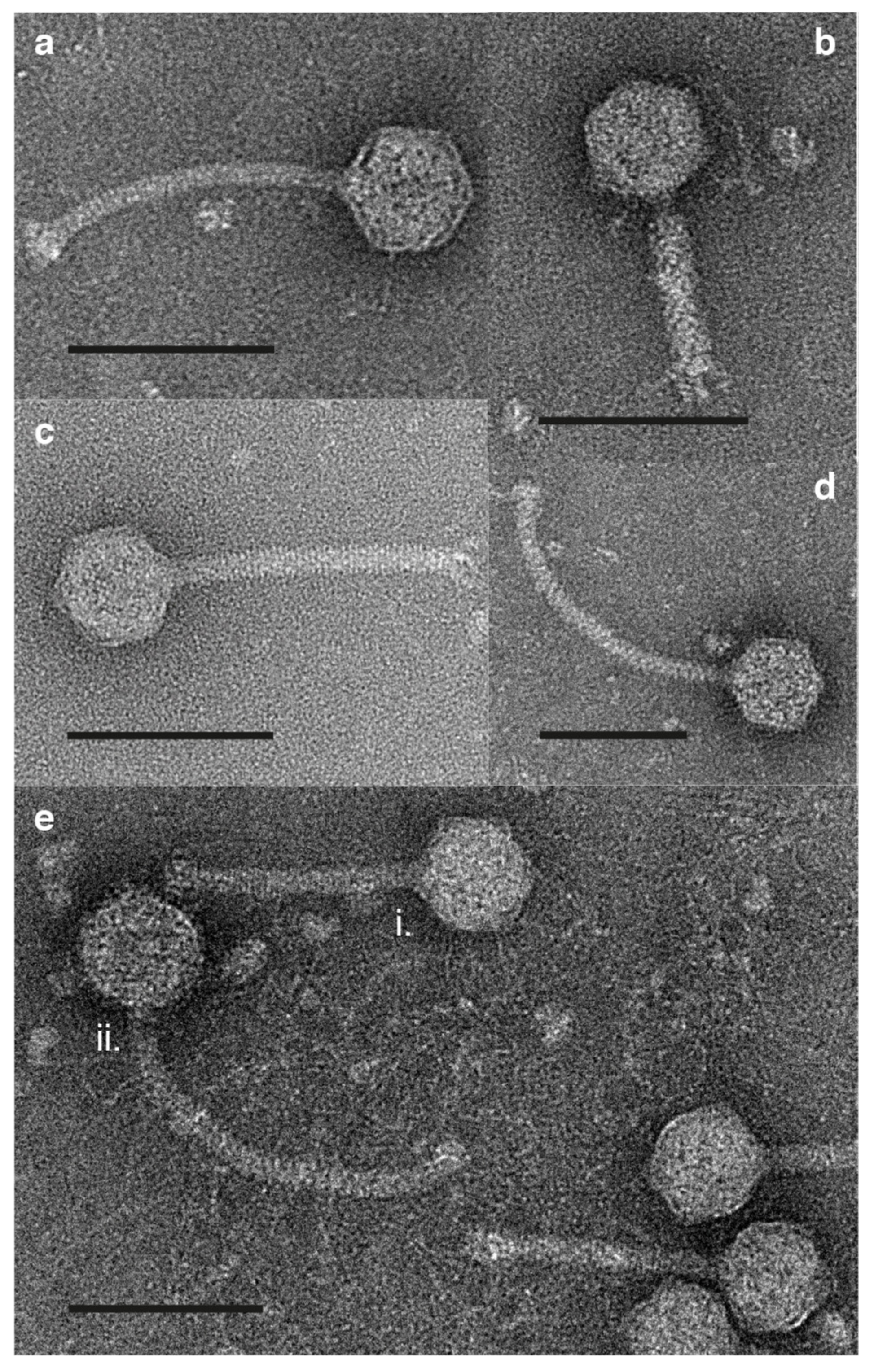 Viruses 12 00158 g006 Viruses 12 00158 g006