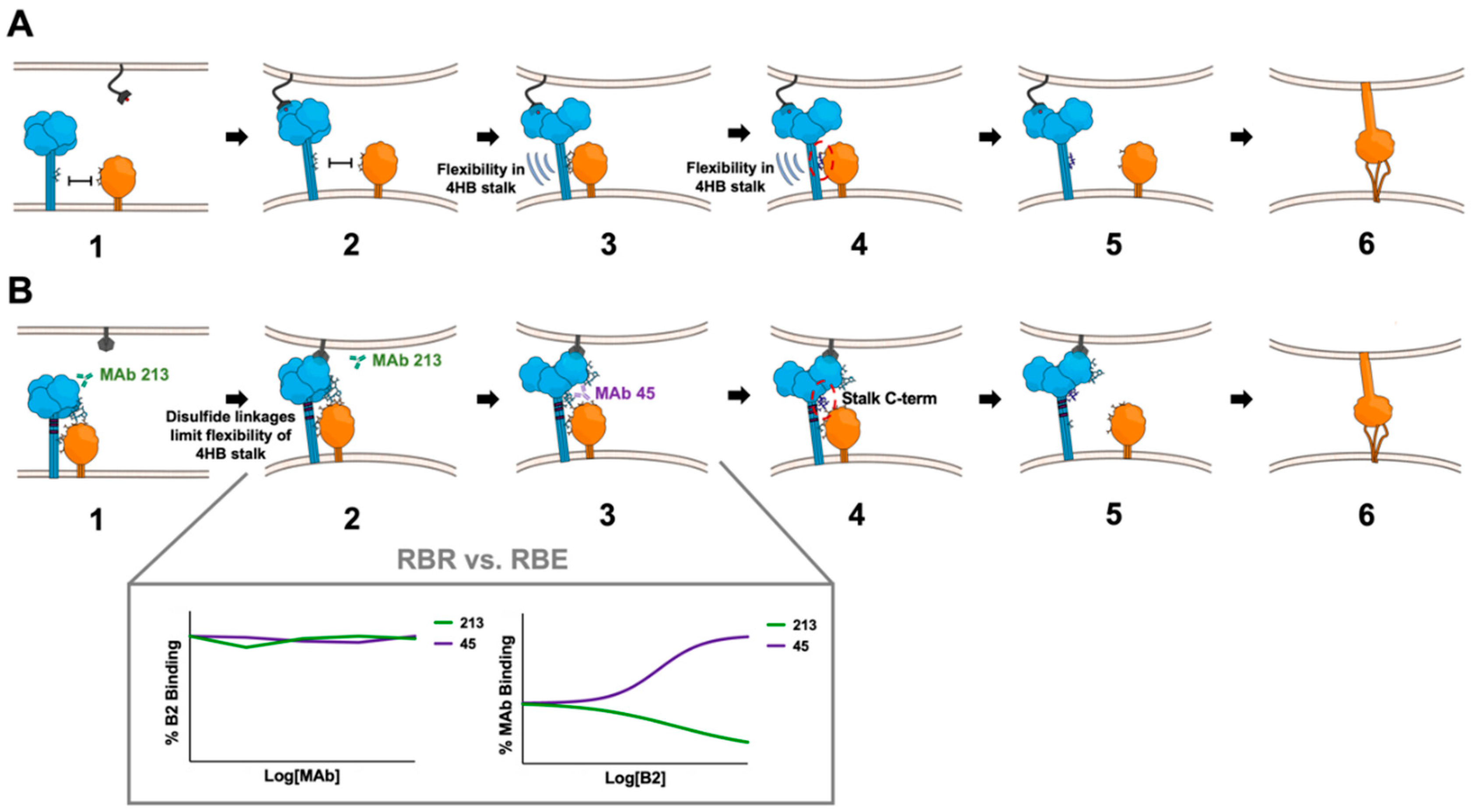 Viruses 12 00161 g007