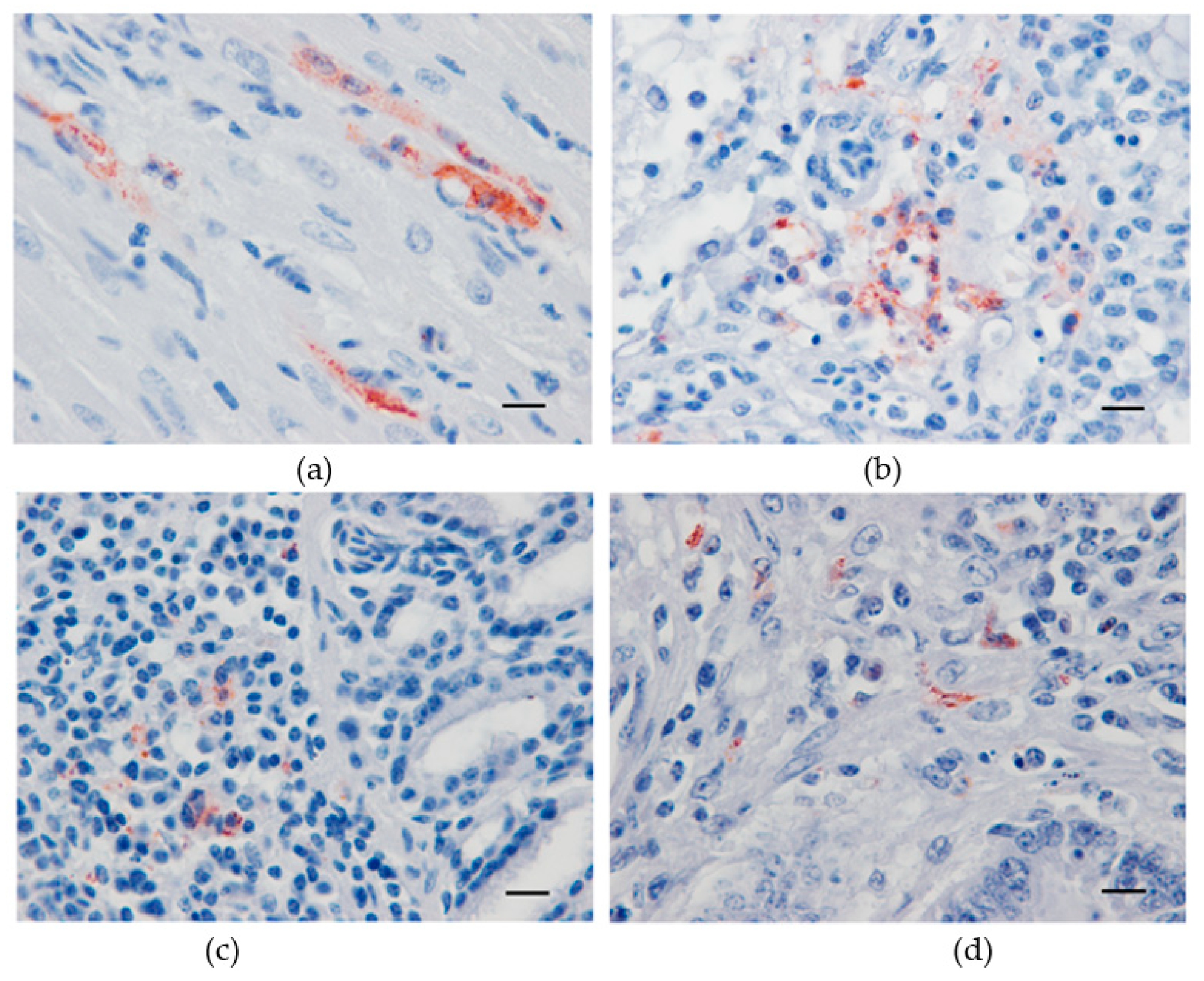 Viruses 12 00164 g003
