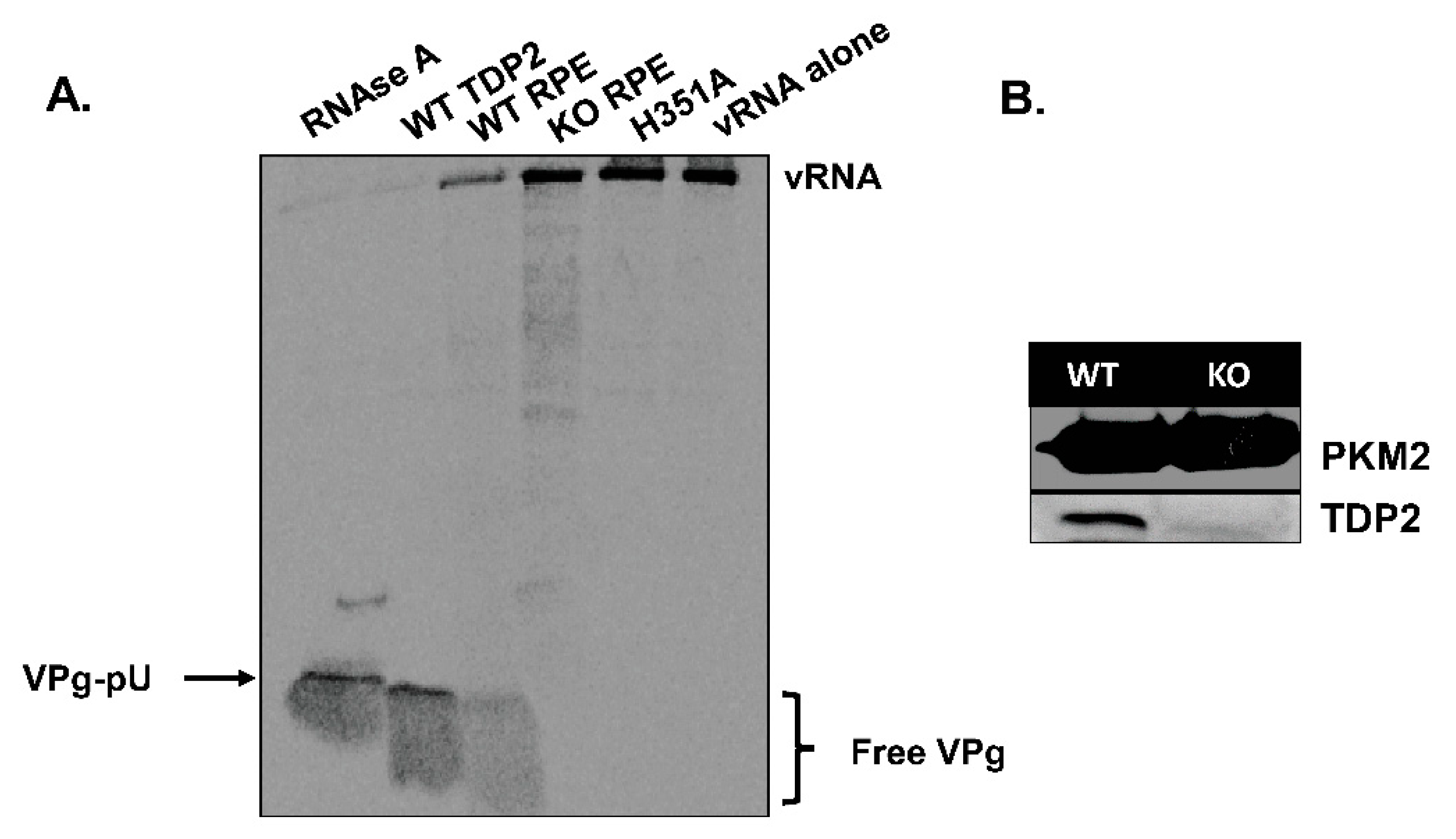Viruses 12 00166 g002