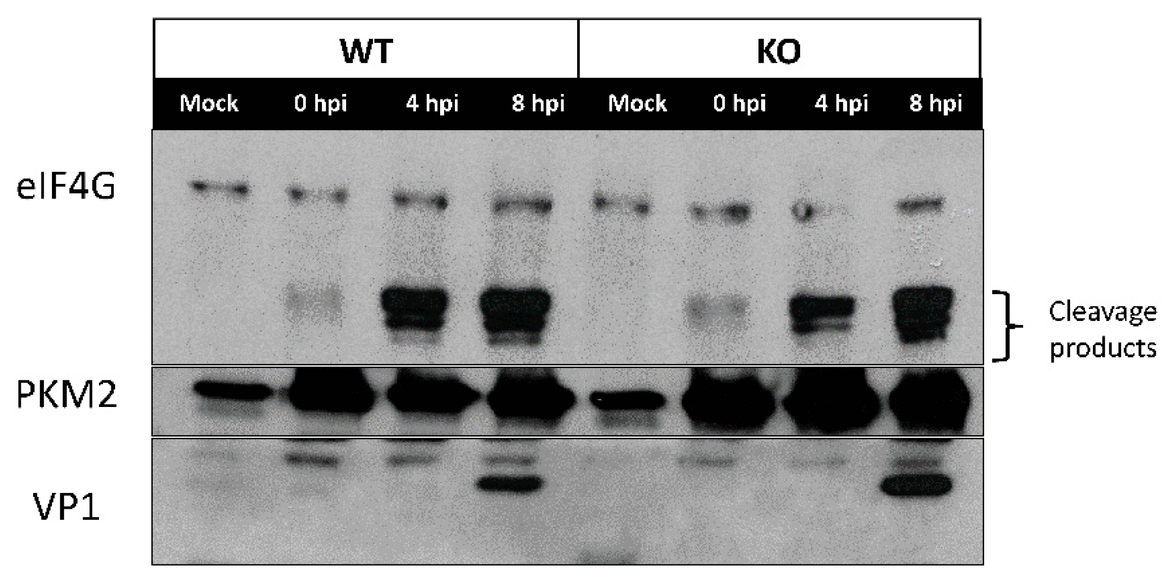 Viruses 12 00166 g005