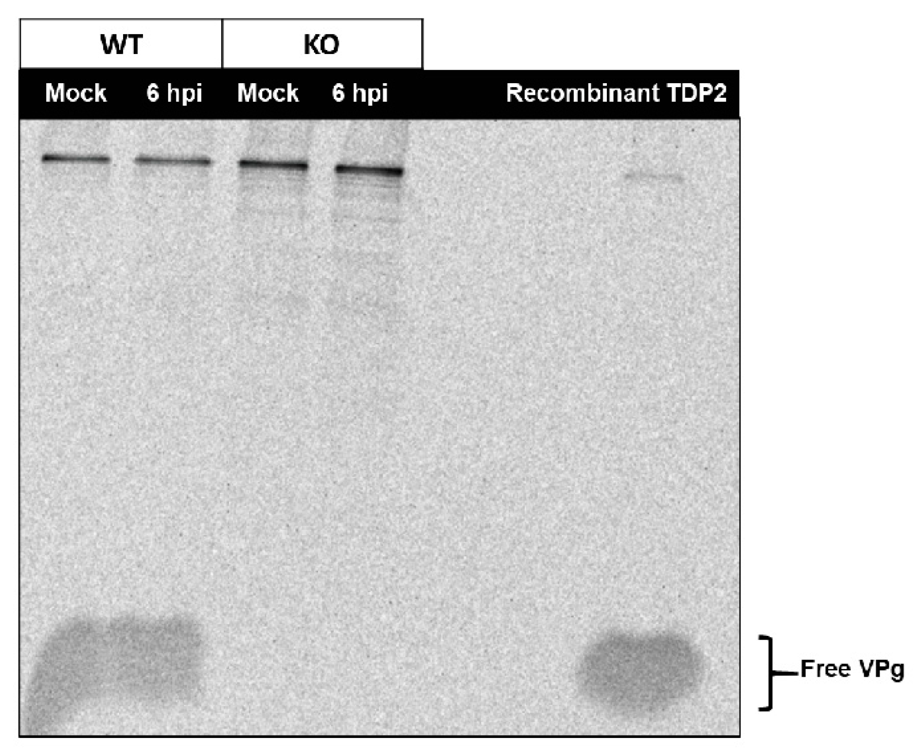 Viruses 12 00166 g006