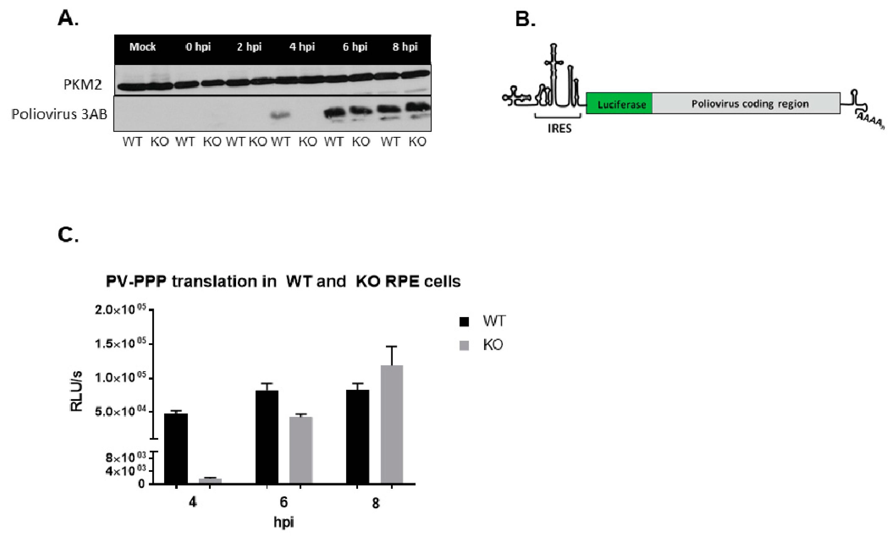 Viruses 12 00166 g008