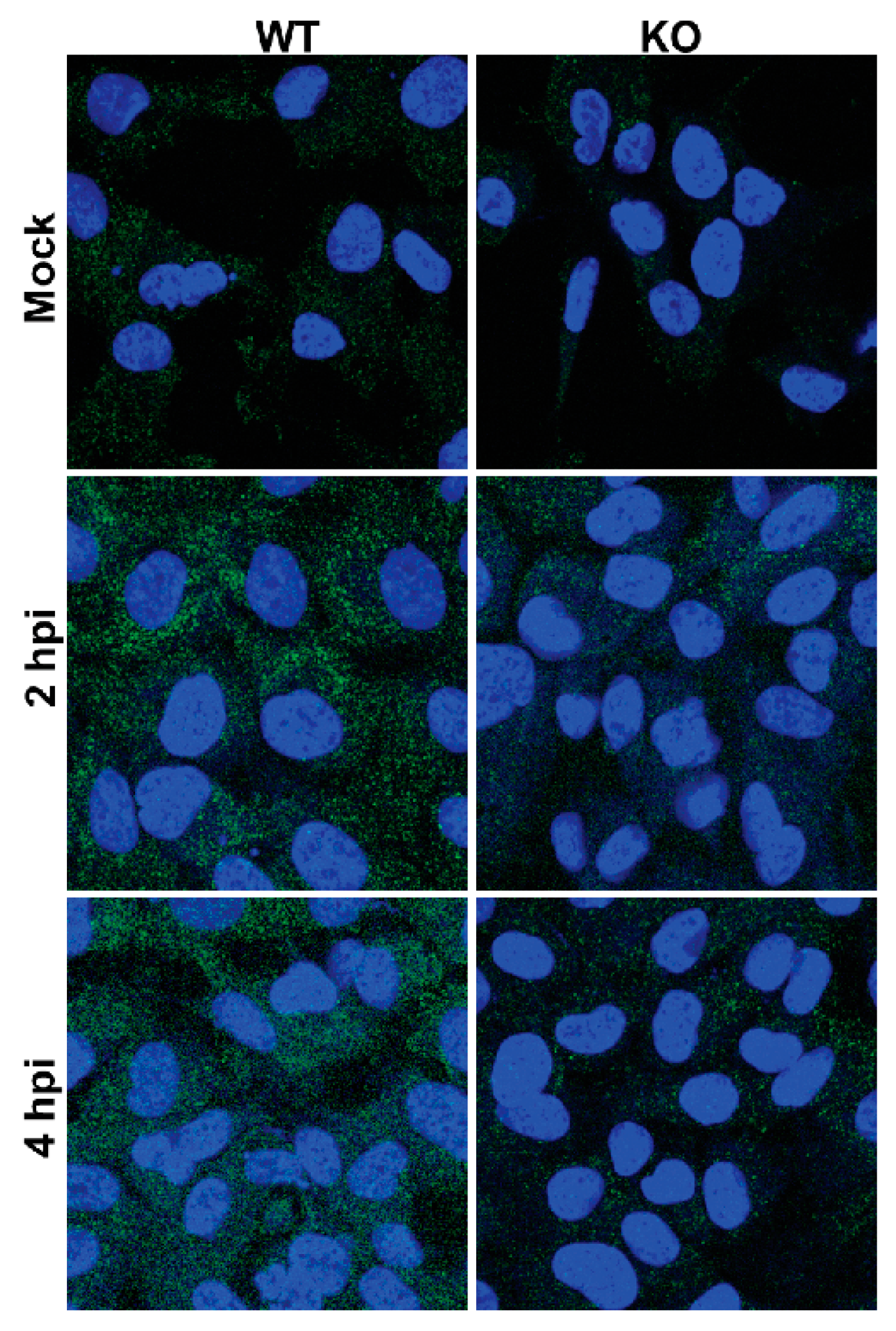 Viruses 12 00166 g013
