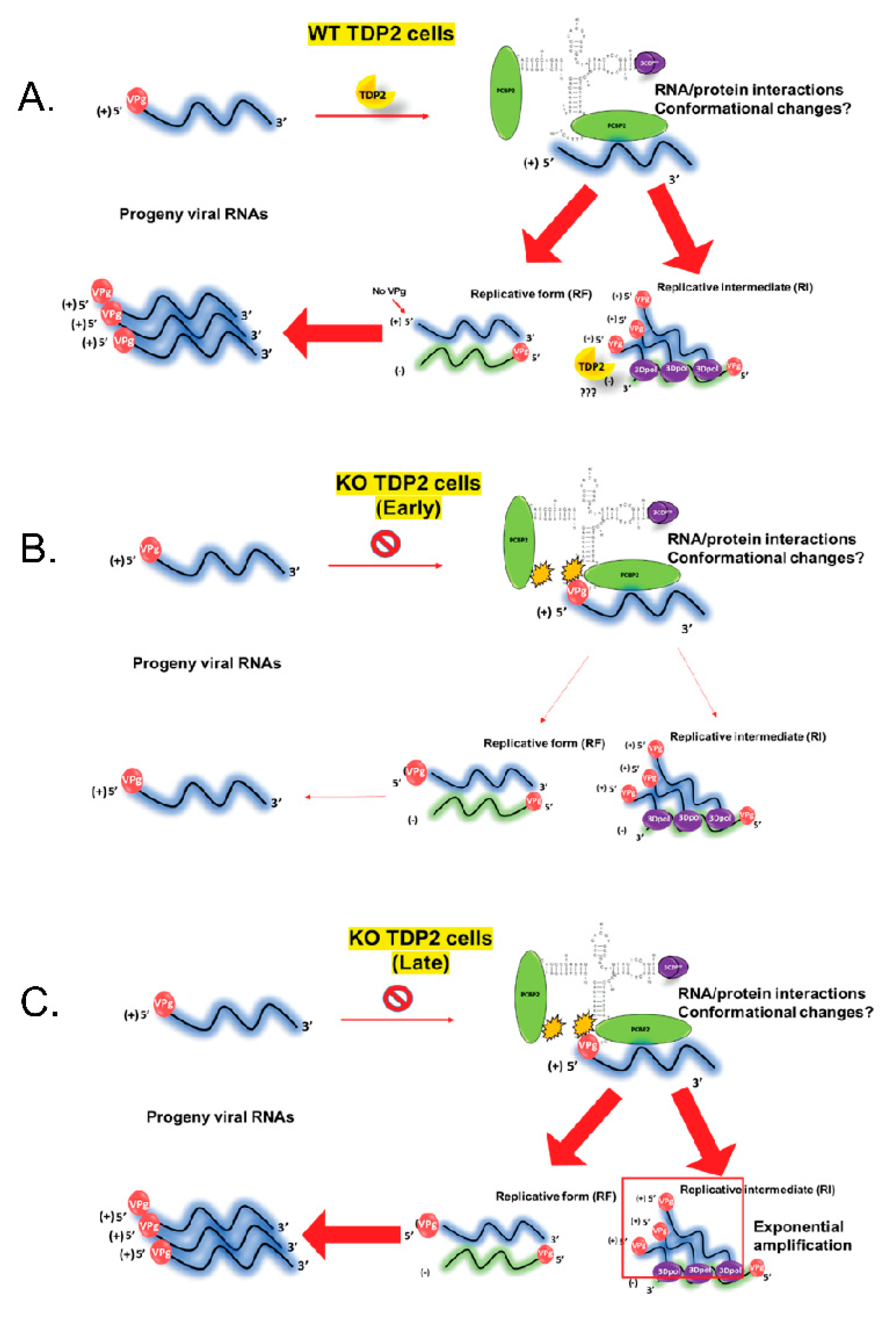 Viruses 12 00166 g014