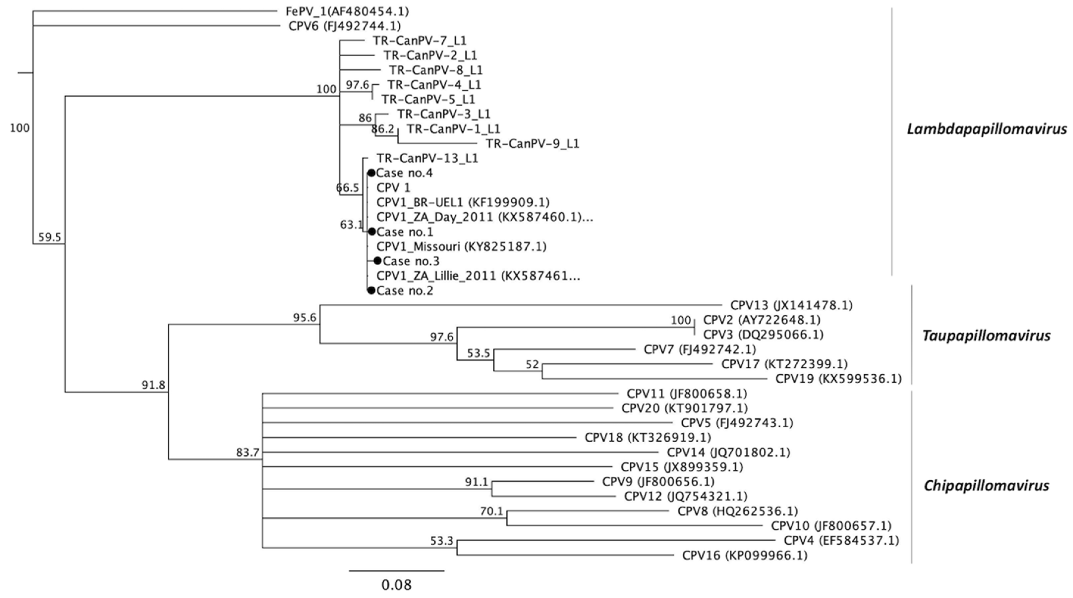 Viruses 12 00170 g002 Viruses 12 00170 g002