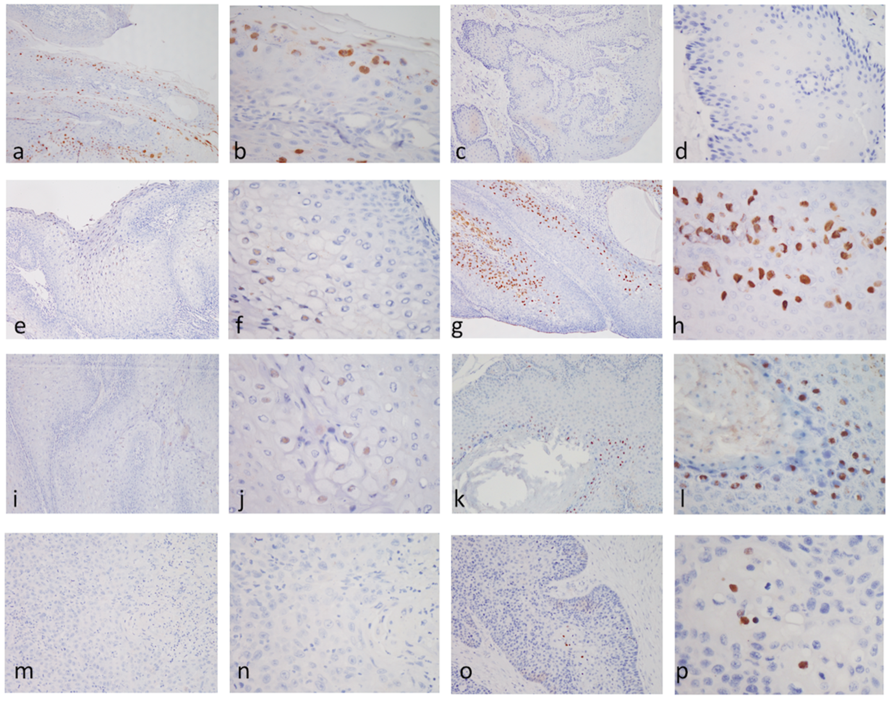 Viruses 12 00170 g003 Viruses 12 00170 g003