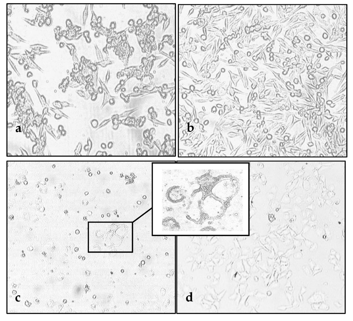 Viruses 12 00173 g001a Viruses 12 00173 g001a
