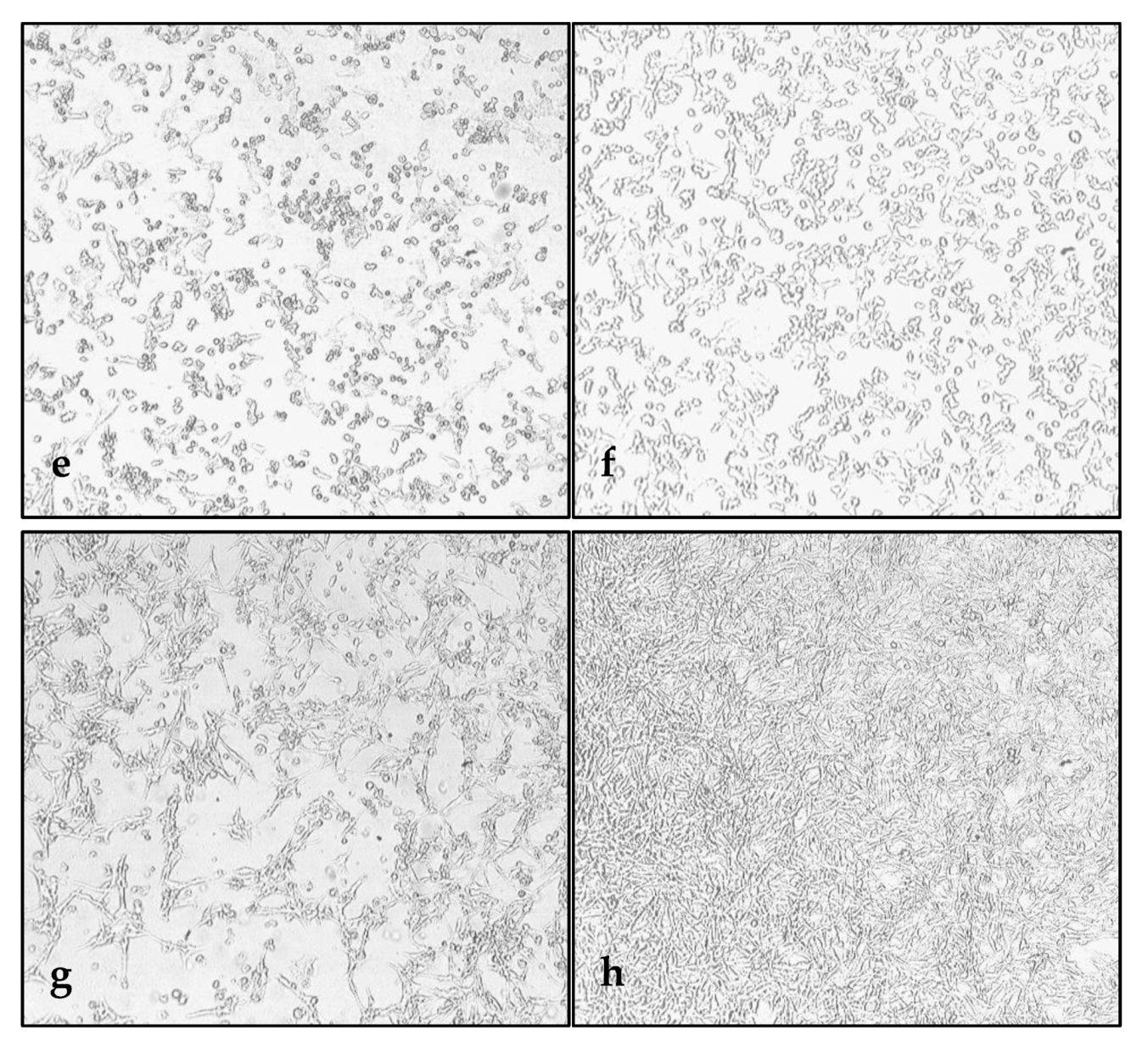 Viruses 12 00173 g001b Viruses 12 00173 g001b