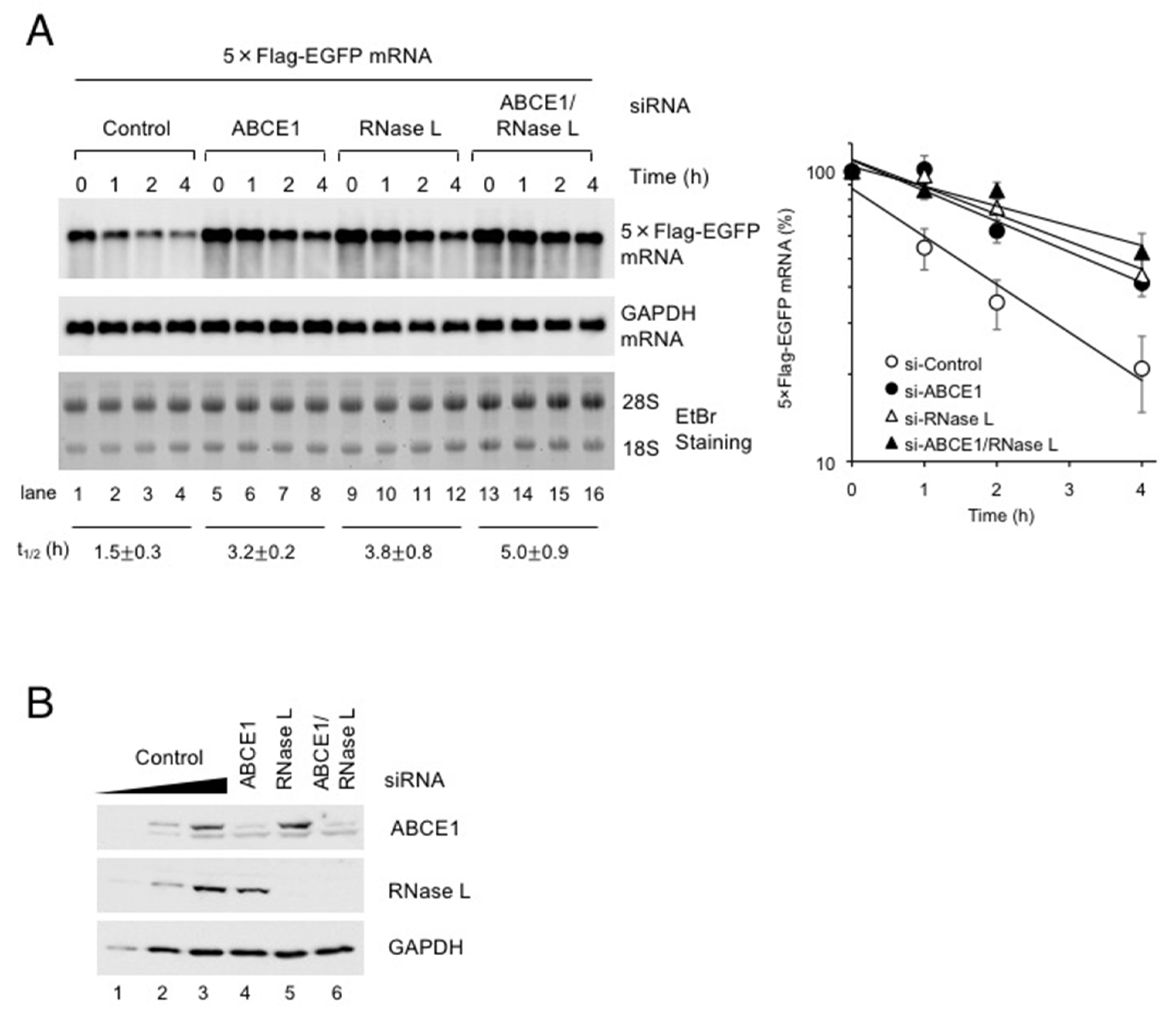 Viruses 12 00174 g002 Viruses 12 00174 g002