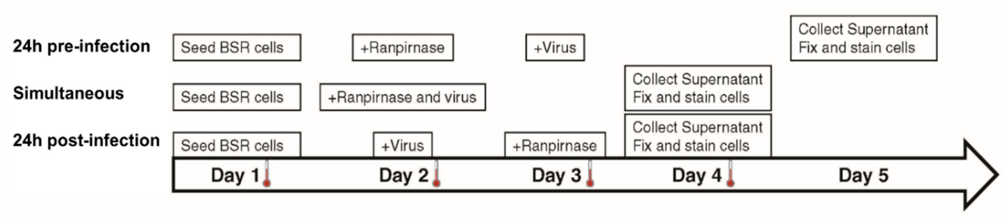 Viruses 12 00177 g001