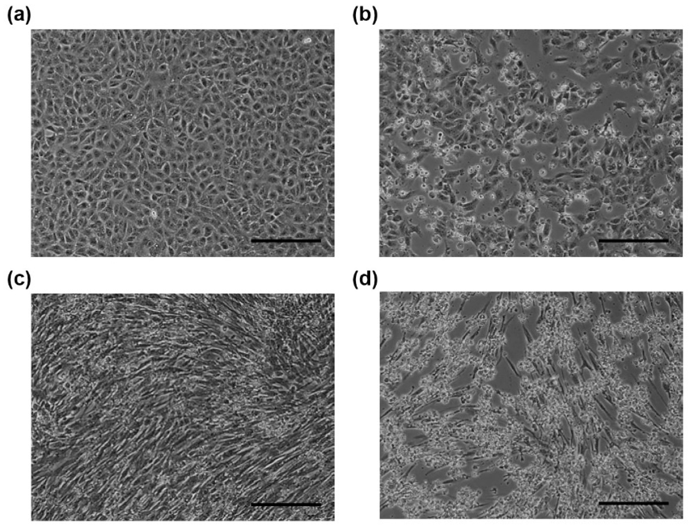 Viruses 12 00180 g001 Viruses 12 00180 g001