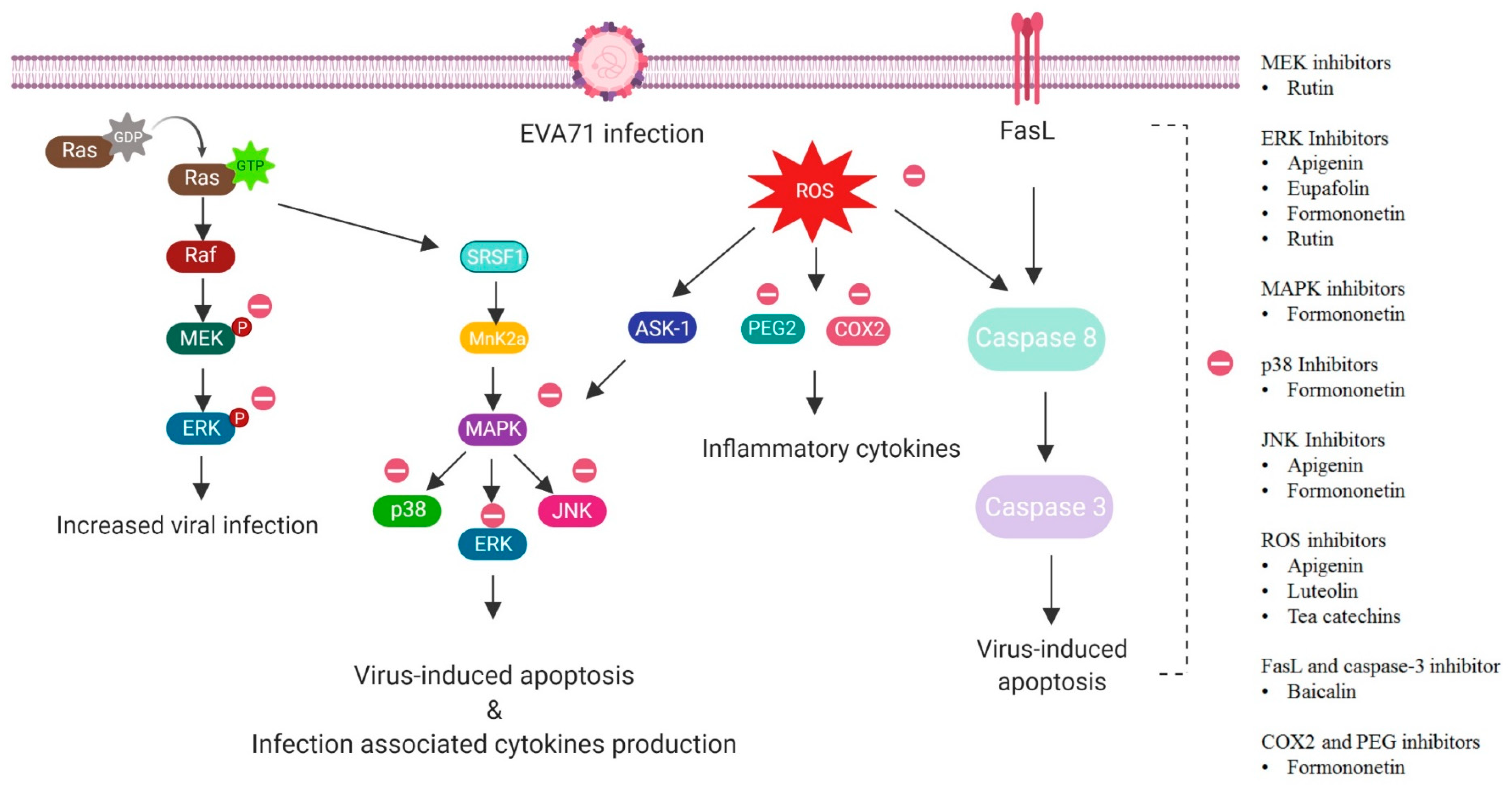 Viruses 12 00184 g002