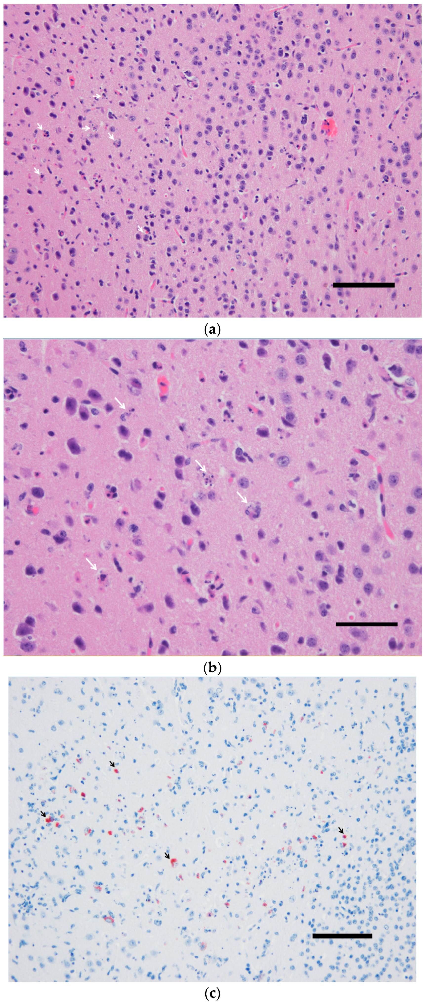 Viruses 12 00189 g001a Viruses 12 00189 g001a