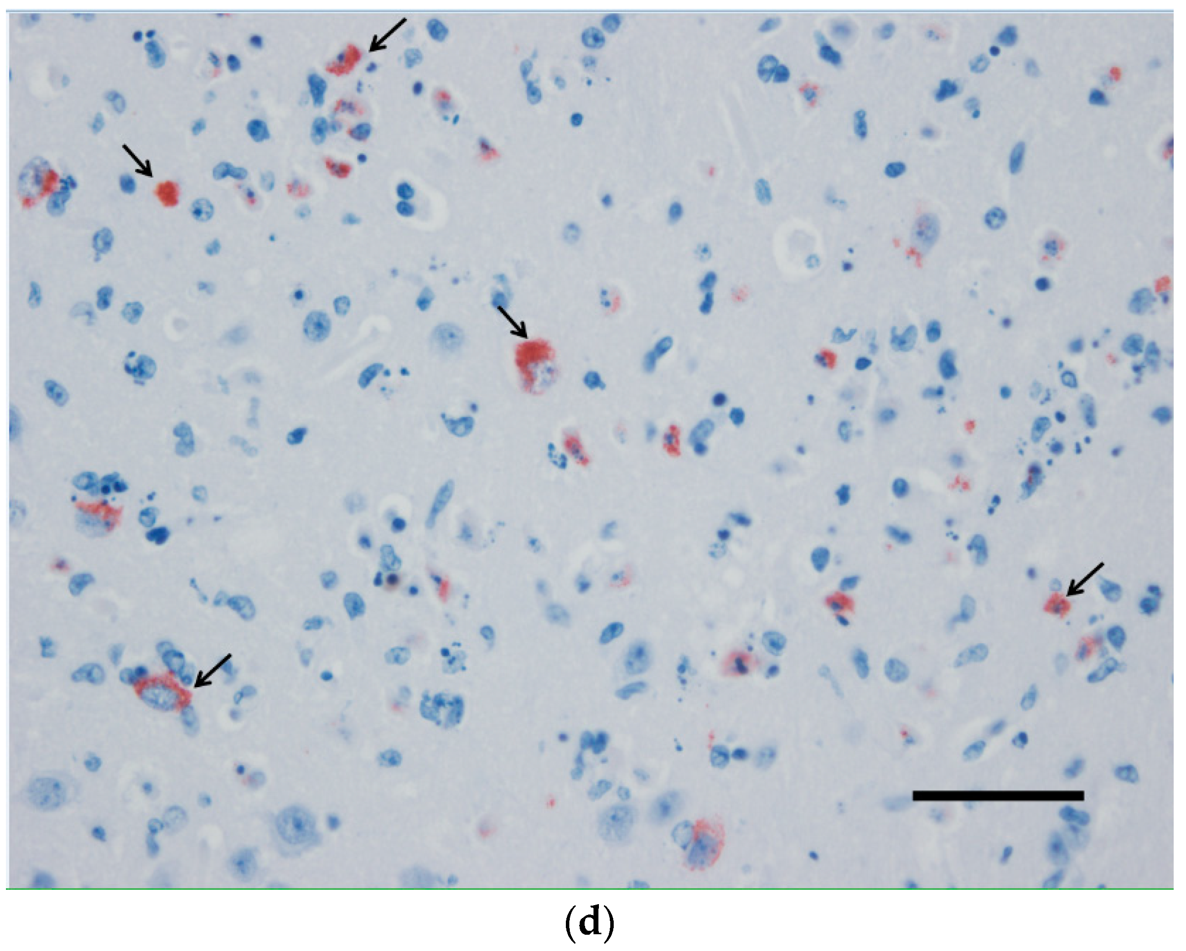 Viruses 12 00189 g001b Viruses 12 00189 g001b