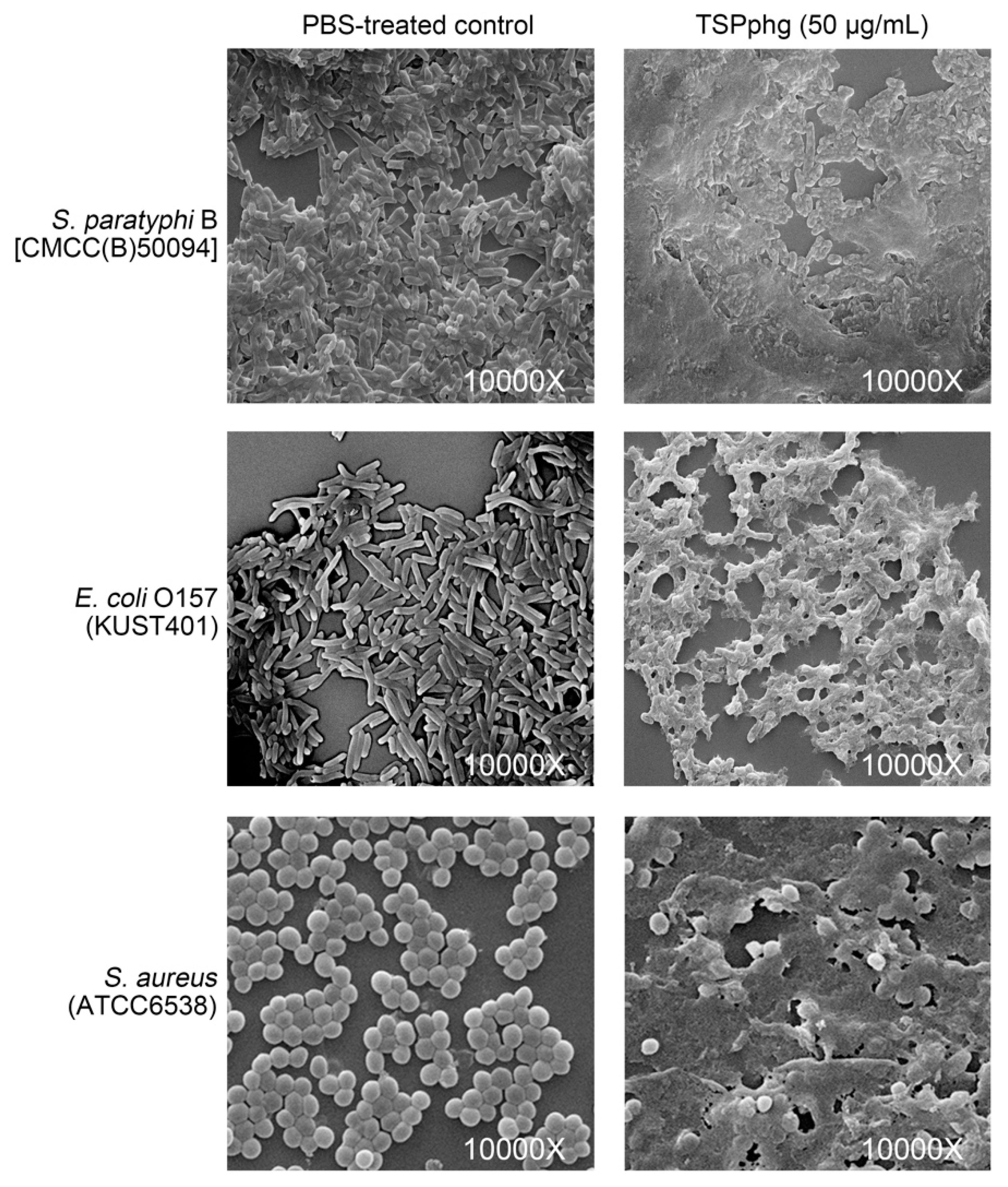 Viruses 12 00192 g004 Viruses 12 00192 g004