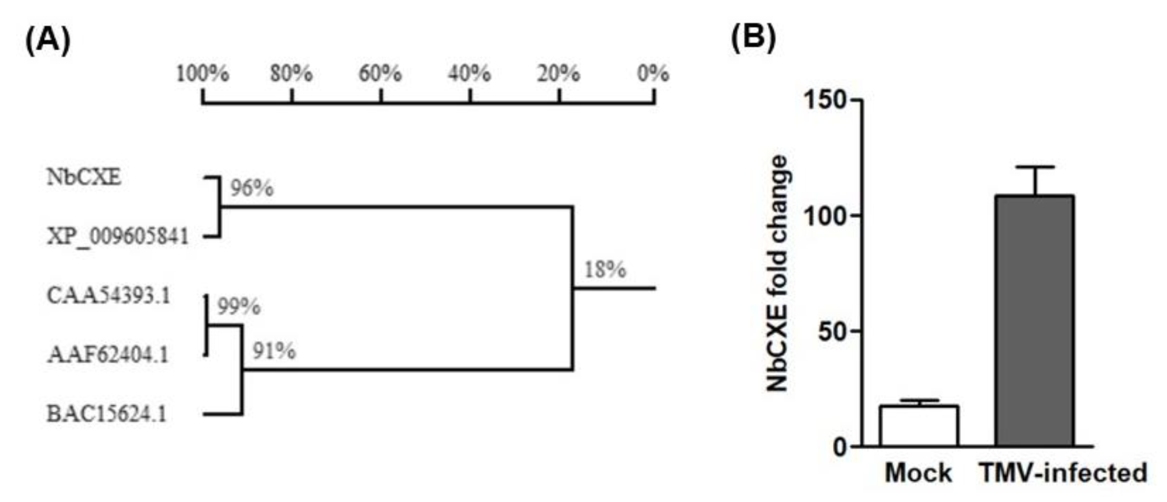 Viruses 12 00195 g001 Viruses 12 00195 g001