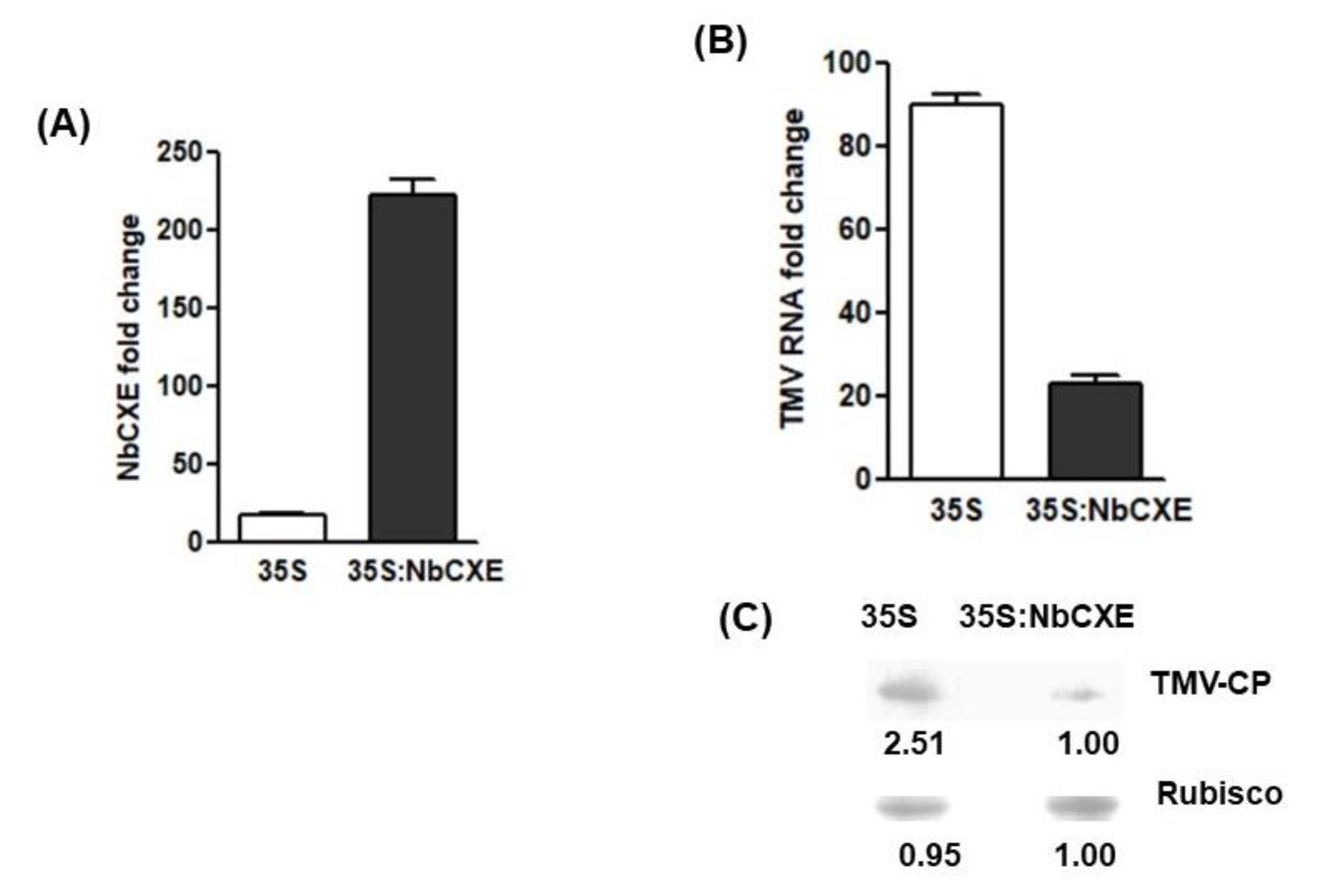 Viruses 12 00195 g002 Viruses 12 00195 g002