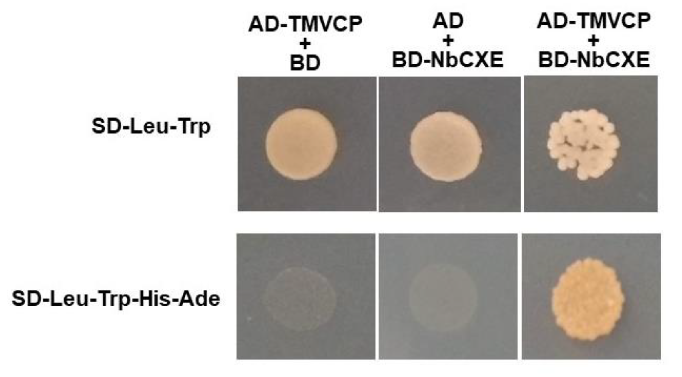 Viruses 12 00195 g004 Viruses 12 00195 g004