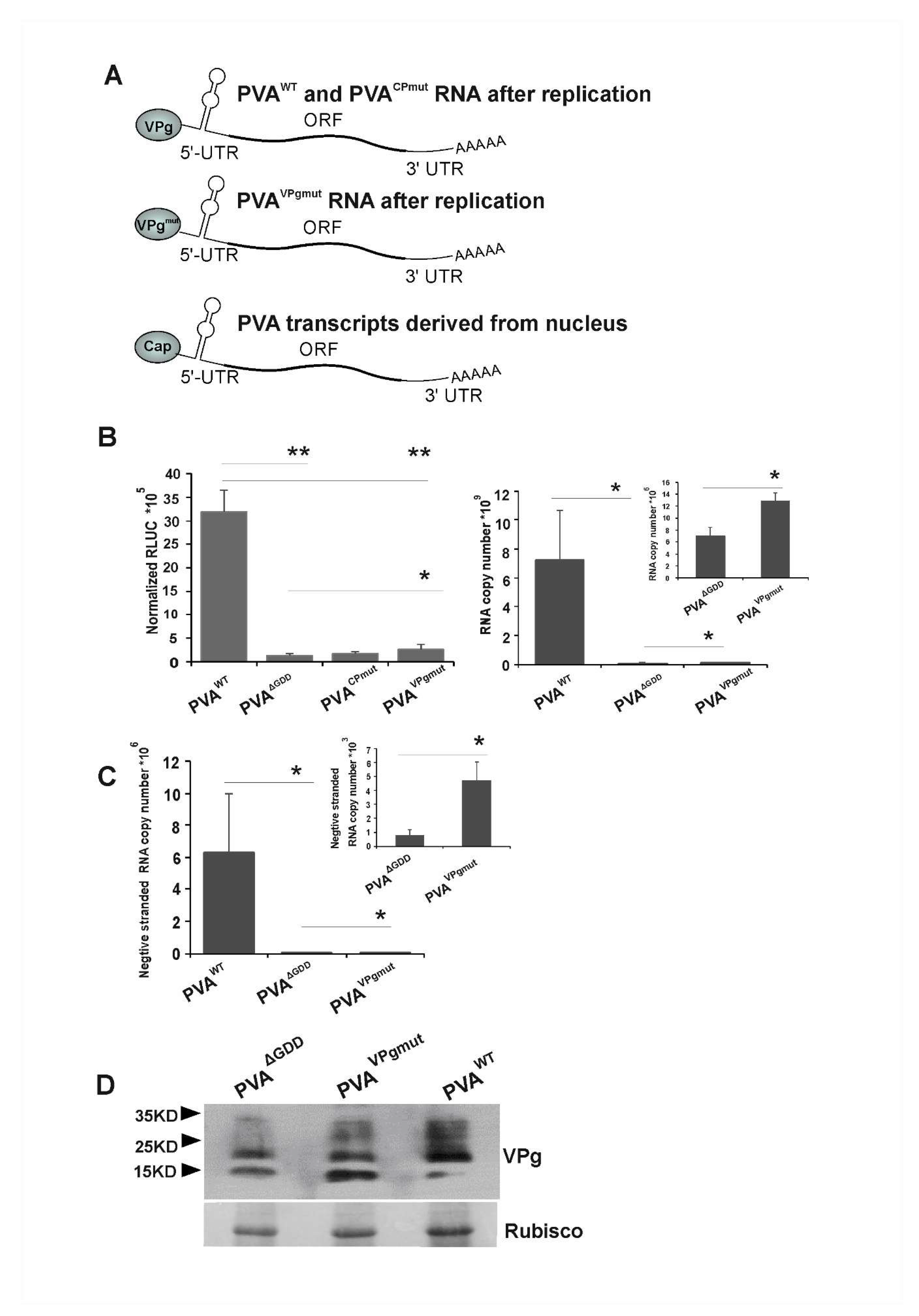 Viruses 12 00197 g002 Viruses 12 00197 g002