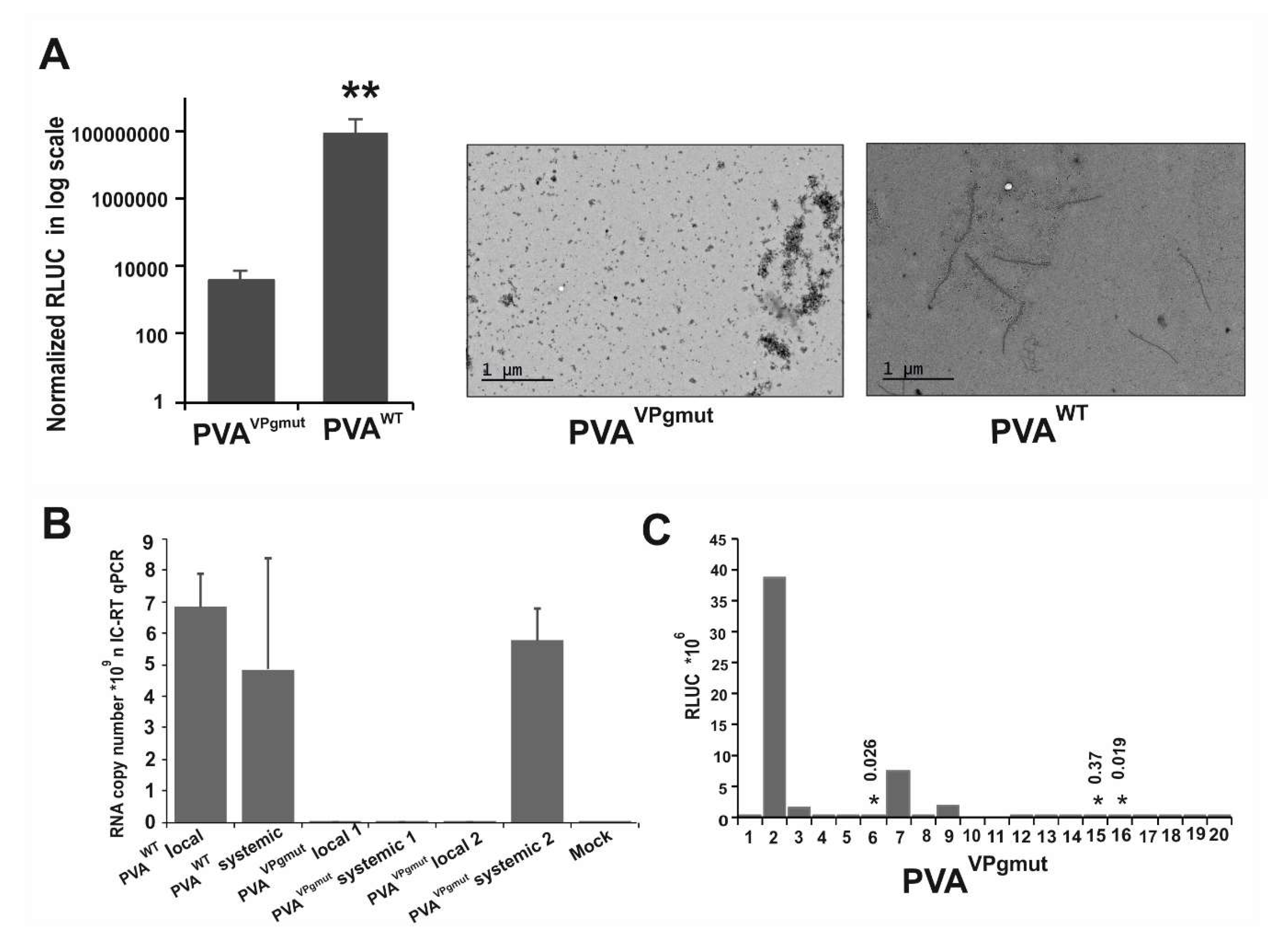 Viruses 12 00197 g003 Viruses 12 00197 g003