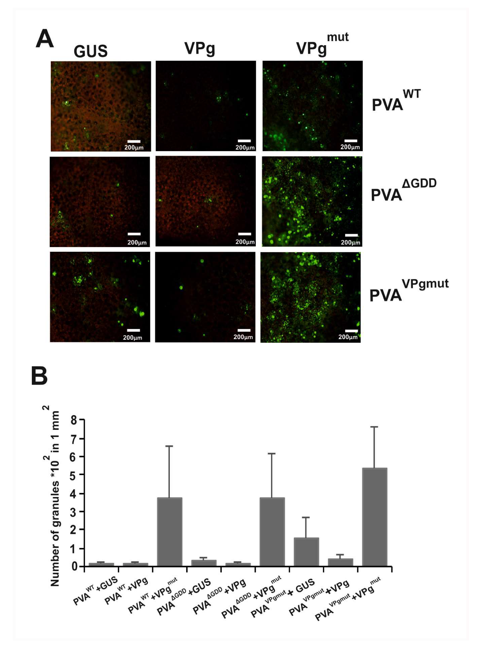 Viruses 12 00197 g005 Viruses 12 00197 g005