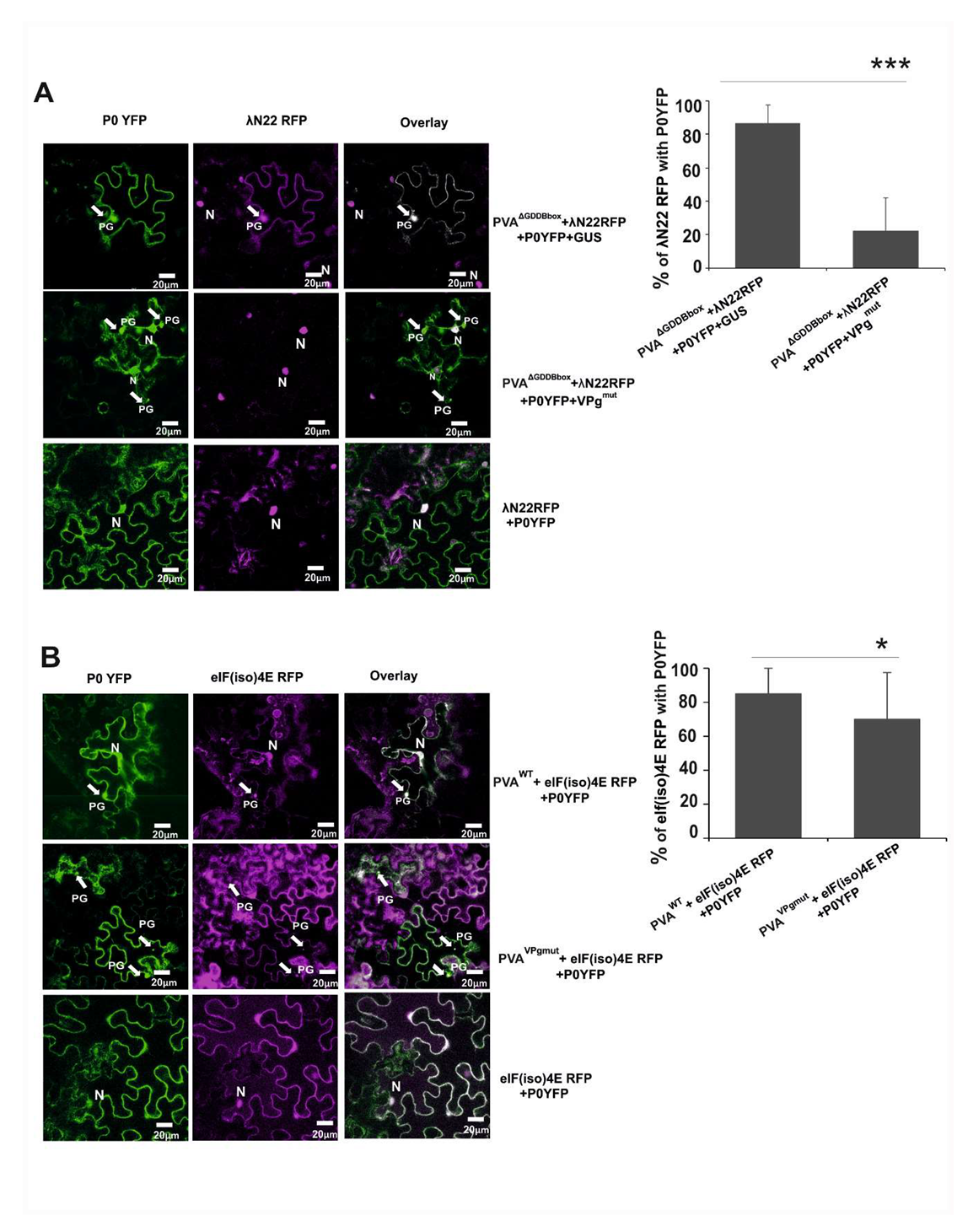 Viruses 12 00197 g006 Viruses 12 00197 g006