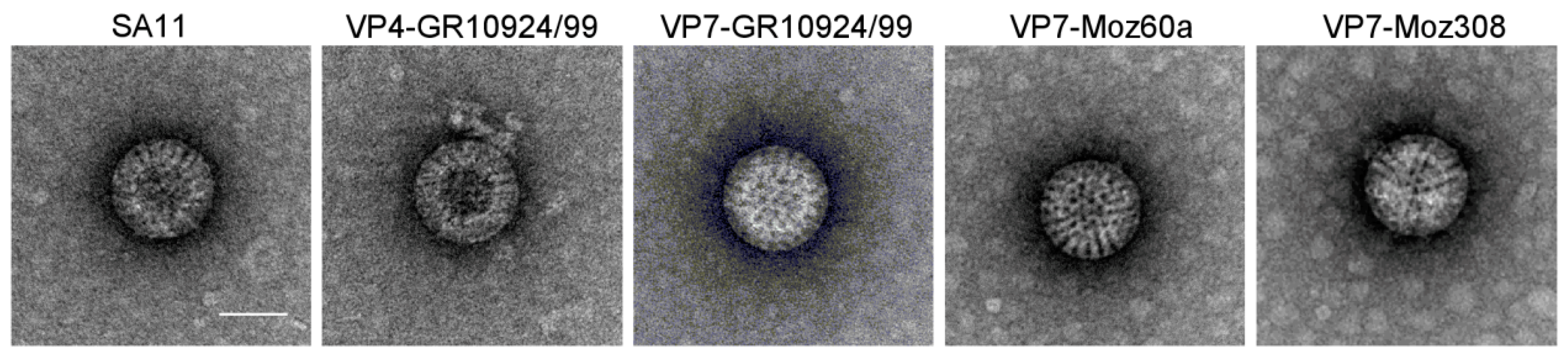 Viruses 12 00201 g004