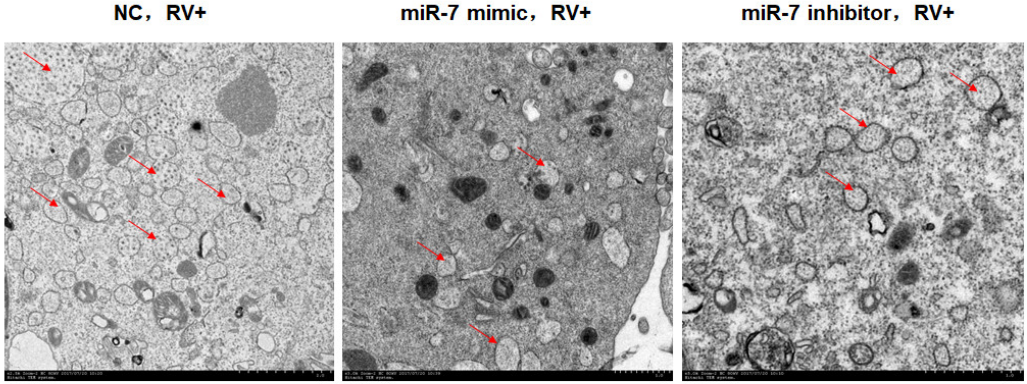 Viruses 12 00209 g006