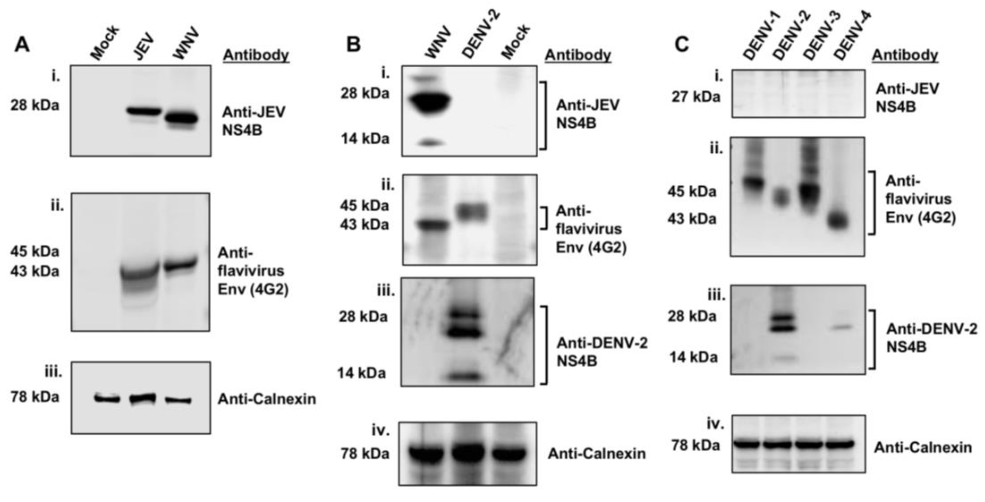 Viruses 12 00212 g001
