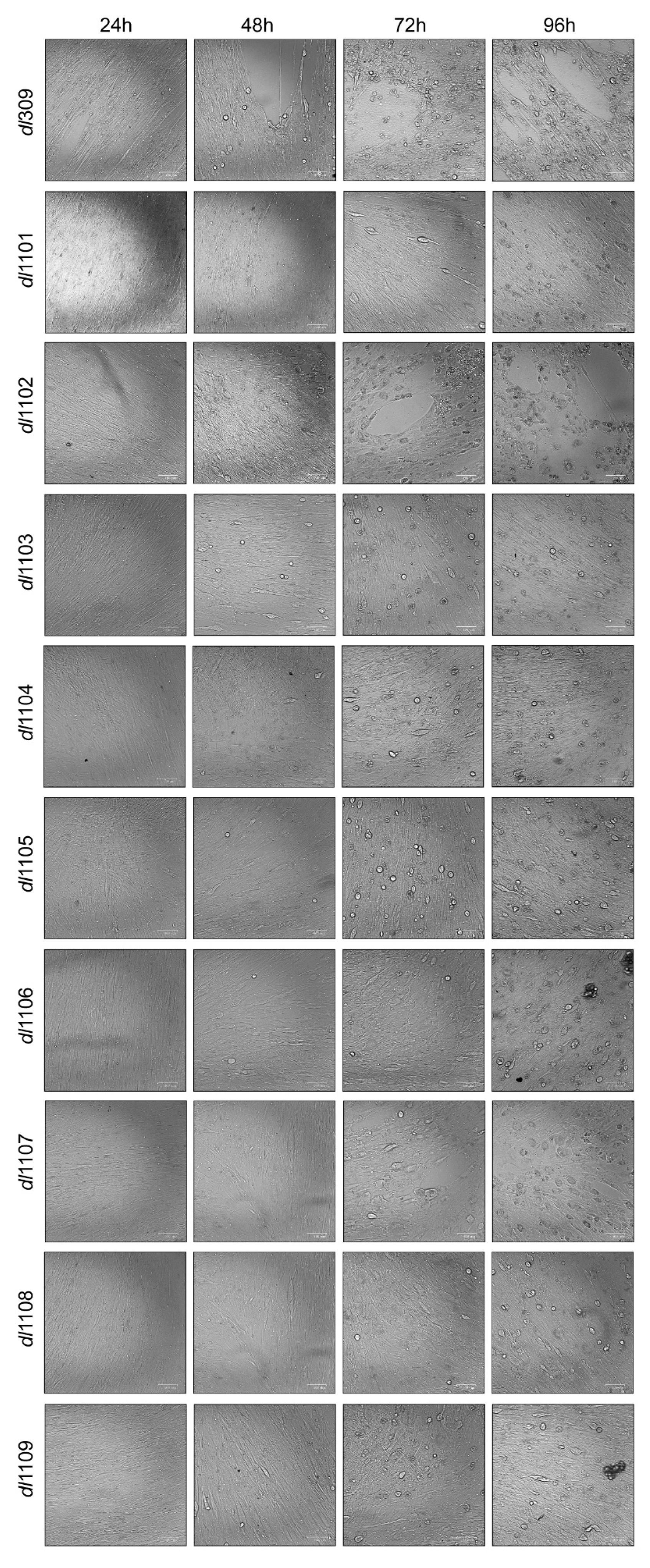 Viruses 12 00213 g002 Viruses 12 00213 g002