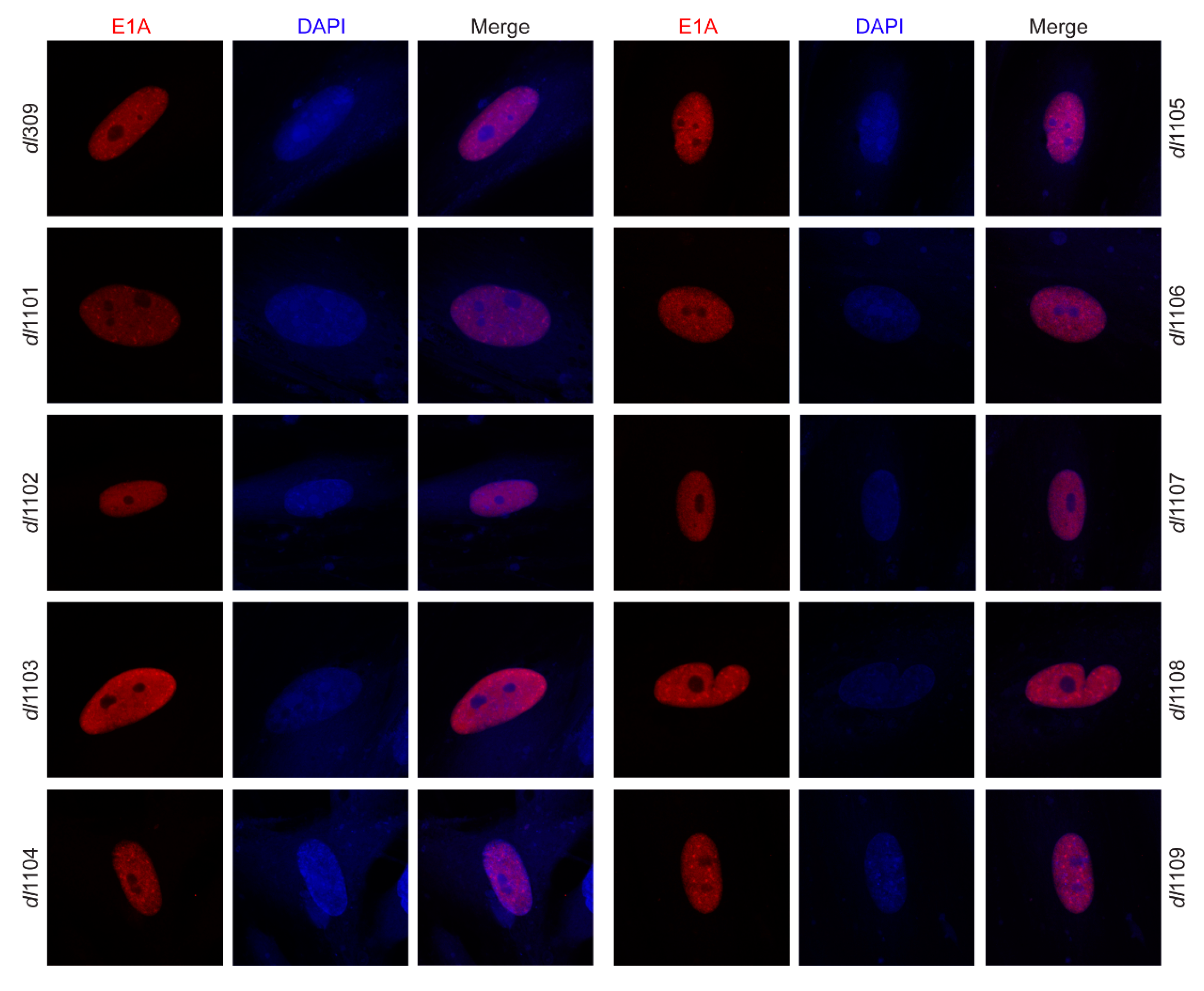 Viruses 12 00213 g003 Viruses 12 00213 g003