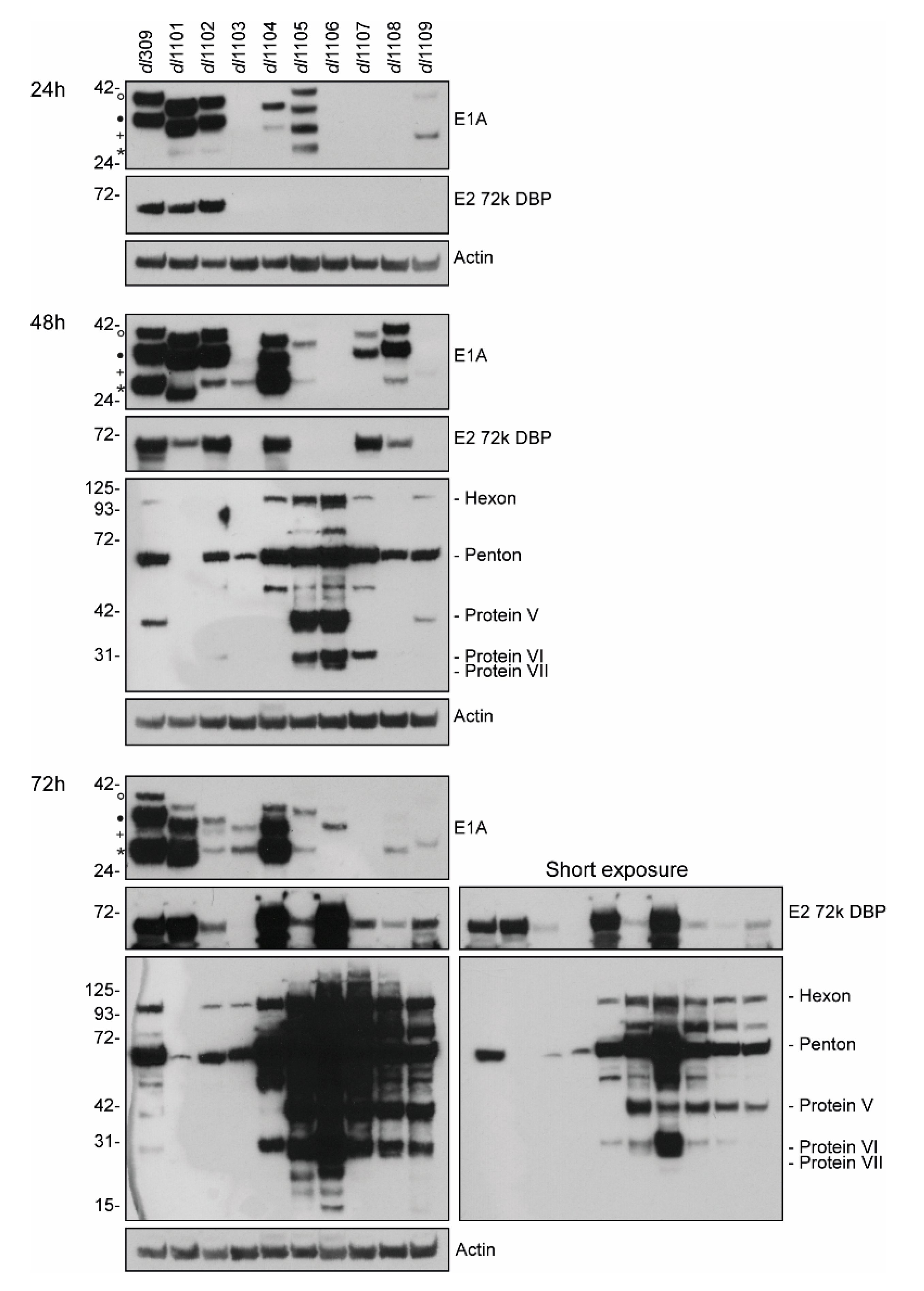 Viruses 12 00213 g006 Viruses 12 00213 g006