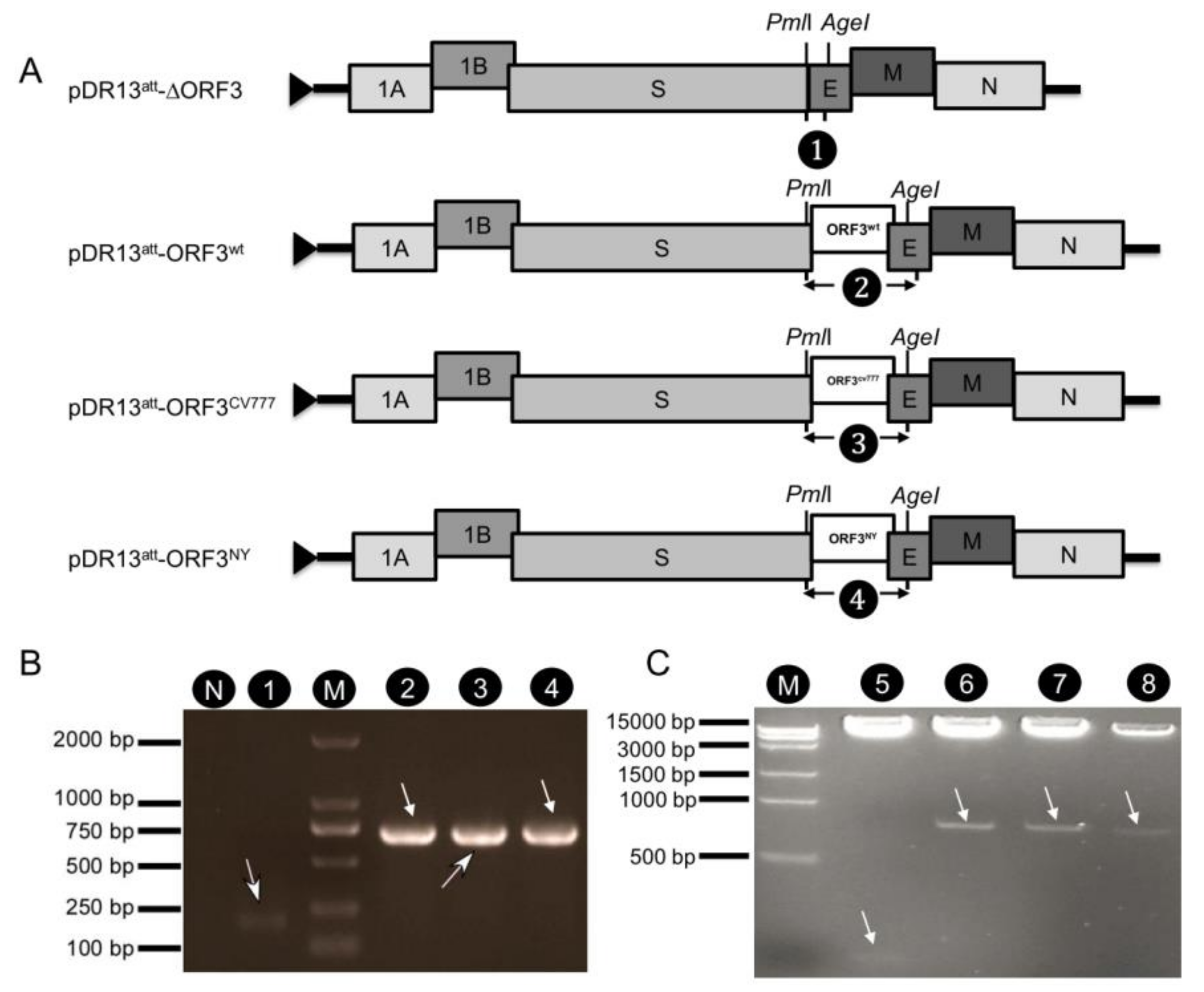 Viruses 12 00214 g001