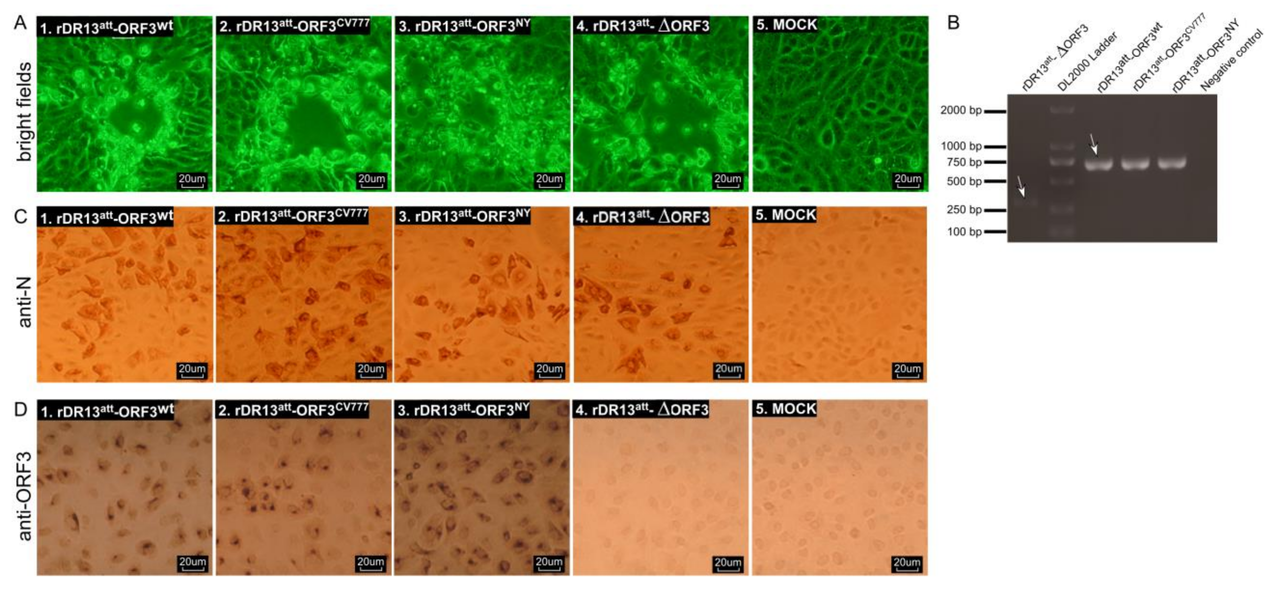 Viruses 12 00214 g002