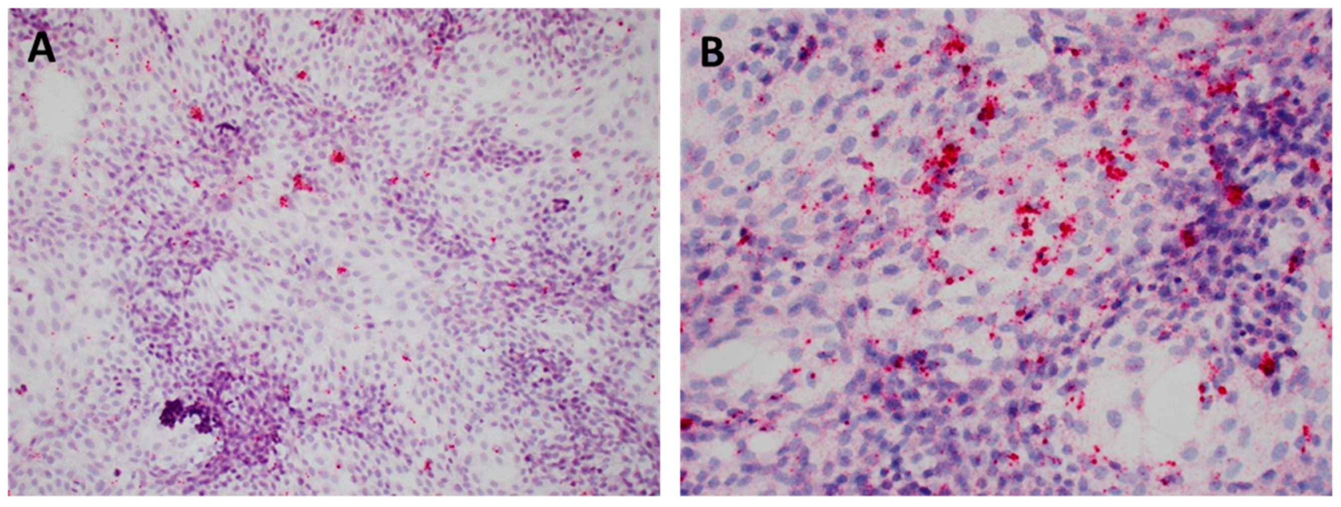 Viruses 12 00219 g003