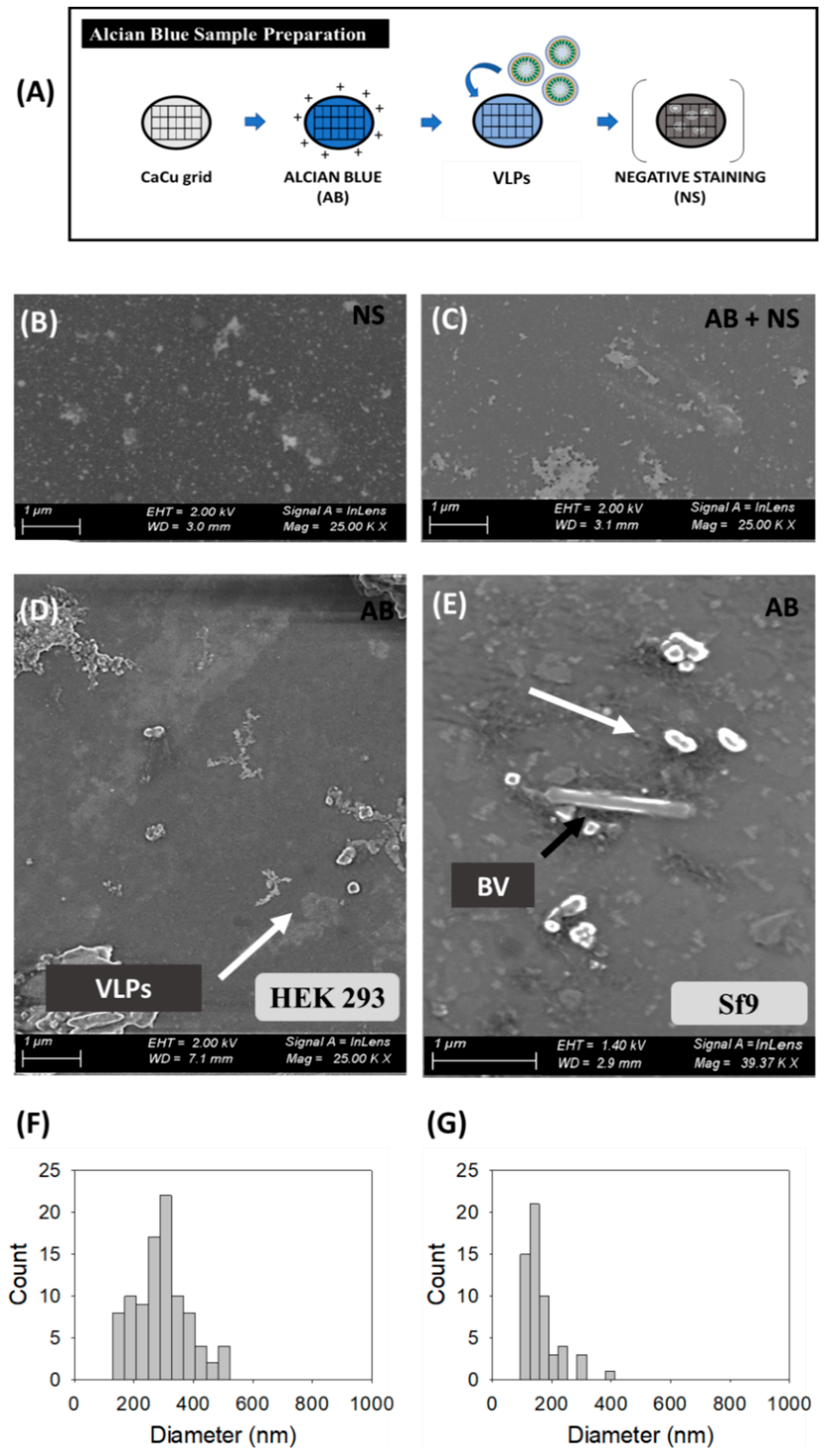 Viruses 12 00223 g002 Viruses 12 00223 g002