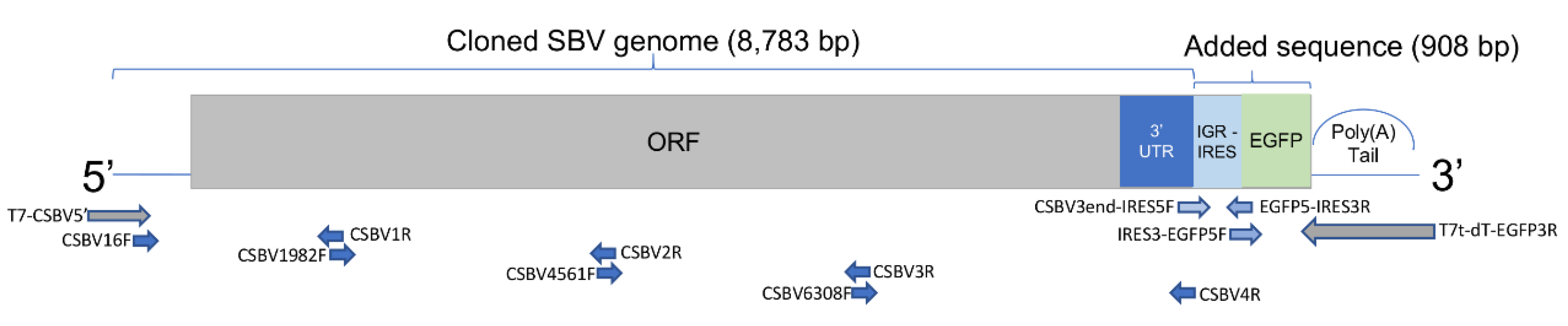 Viruses 12 00224 g001