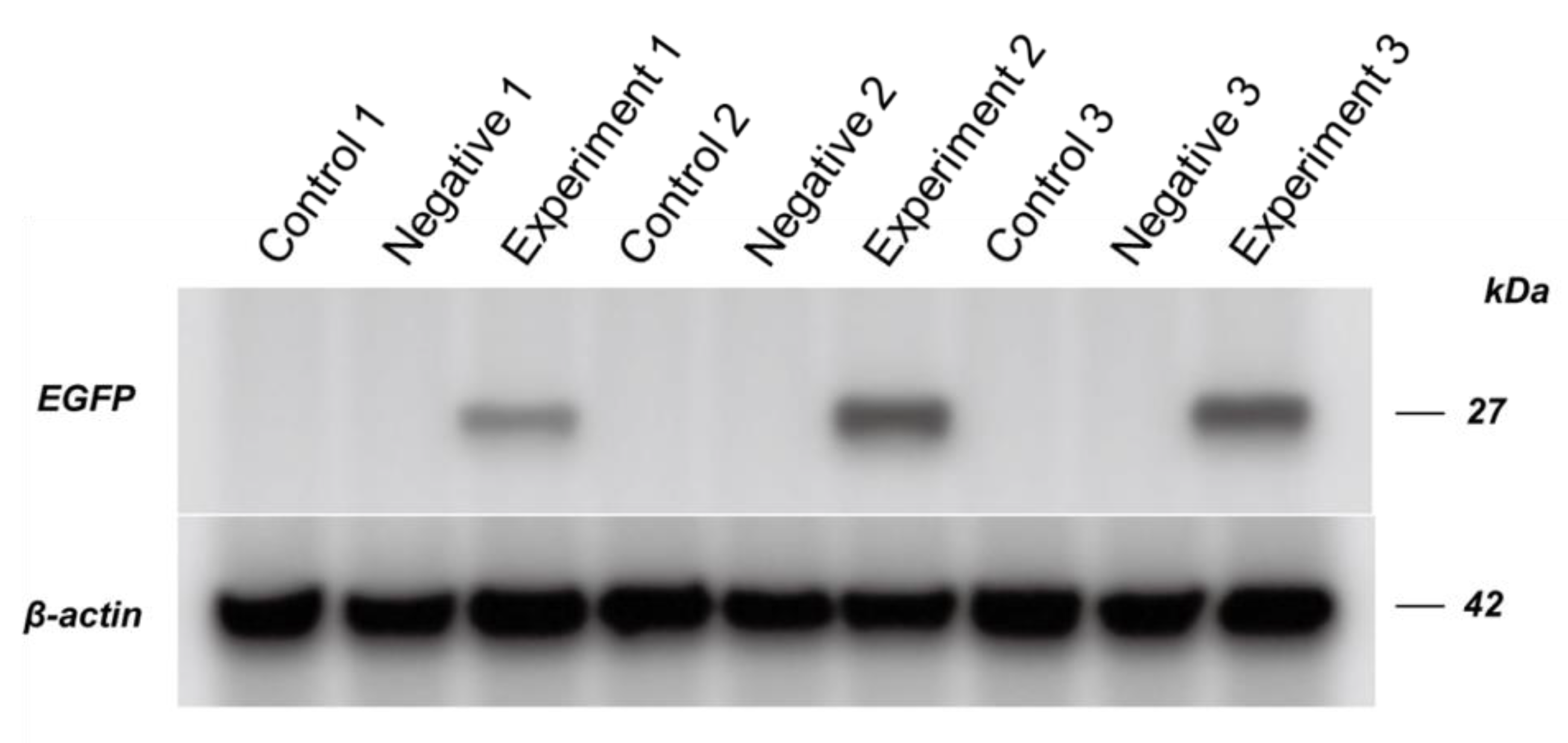 Viruses 12 00224 g004