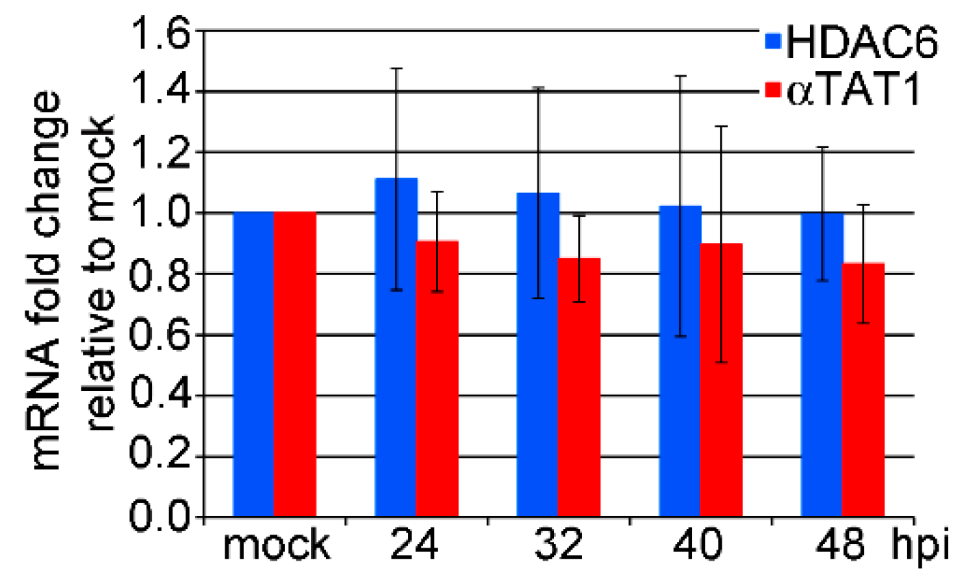 Viruses 12 00227 g002 Viruses 12 00227 g002