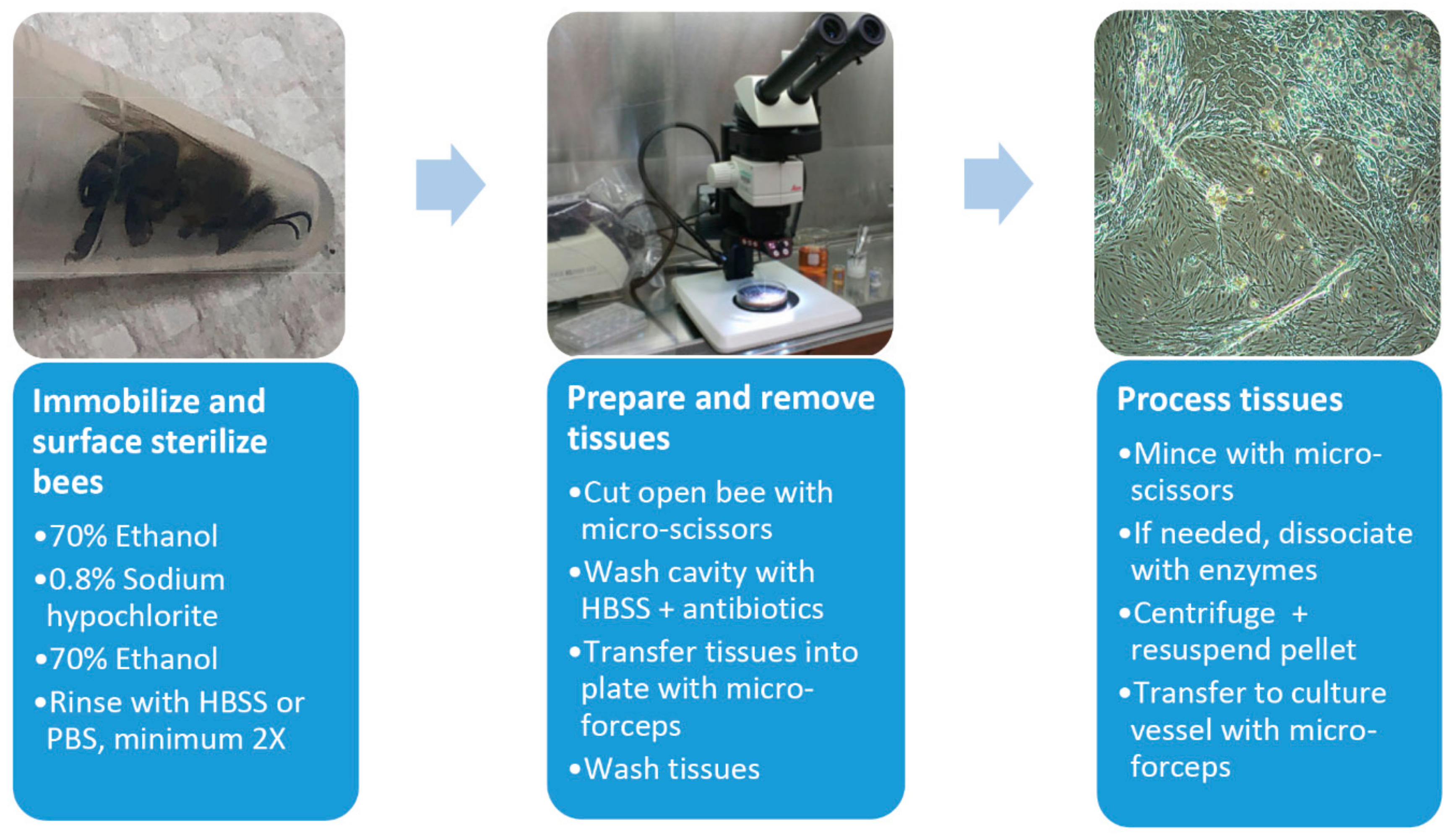 Viruses 12 00236 g001 Viruses 12 00236 g001