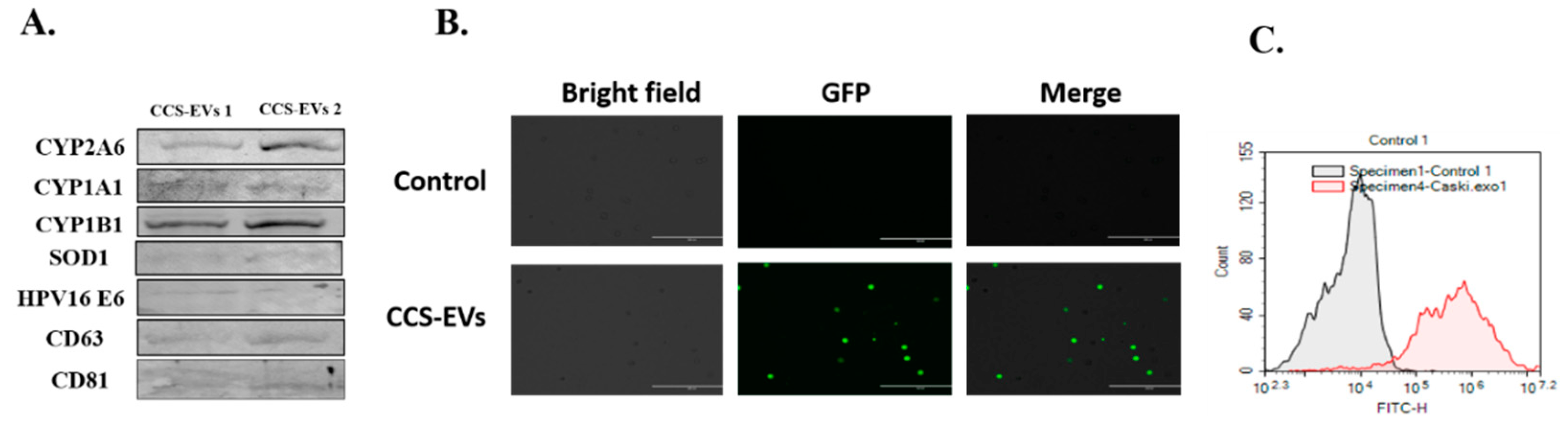 Viruses 12 00239 g005 Viruses 12 00239 g005