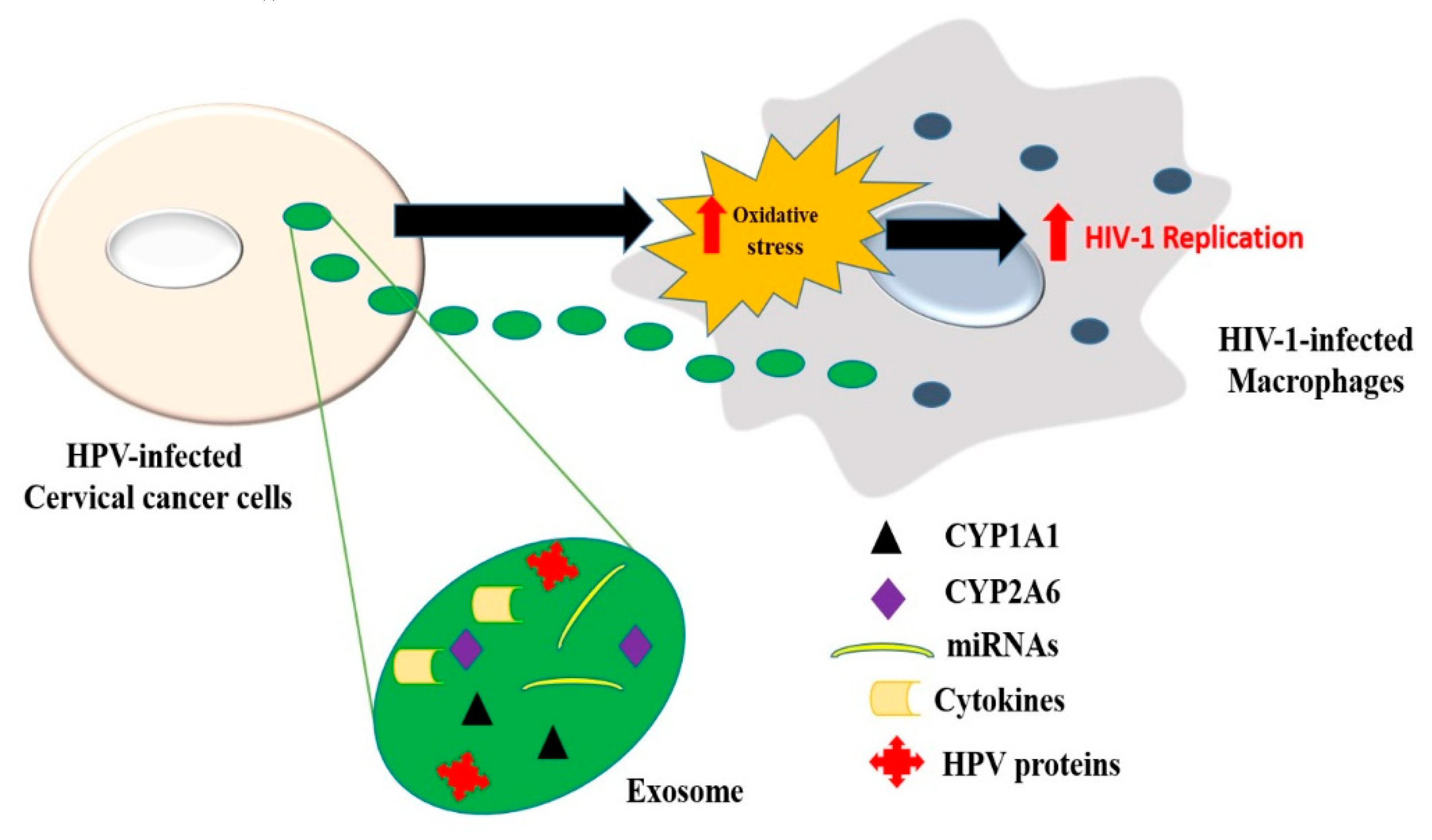 Viruses 12 00239 g008 Viruses 12 00239 g008