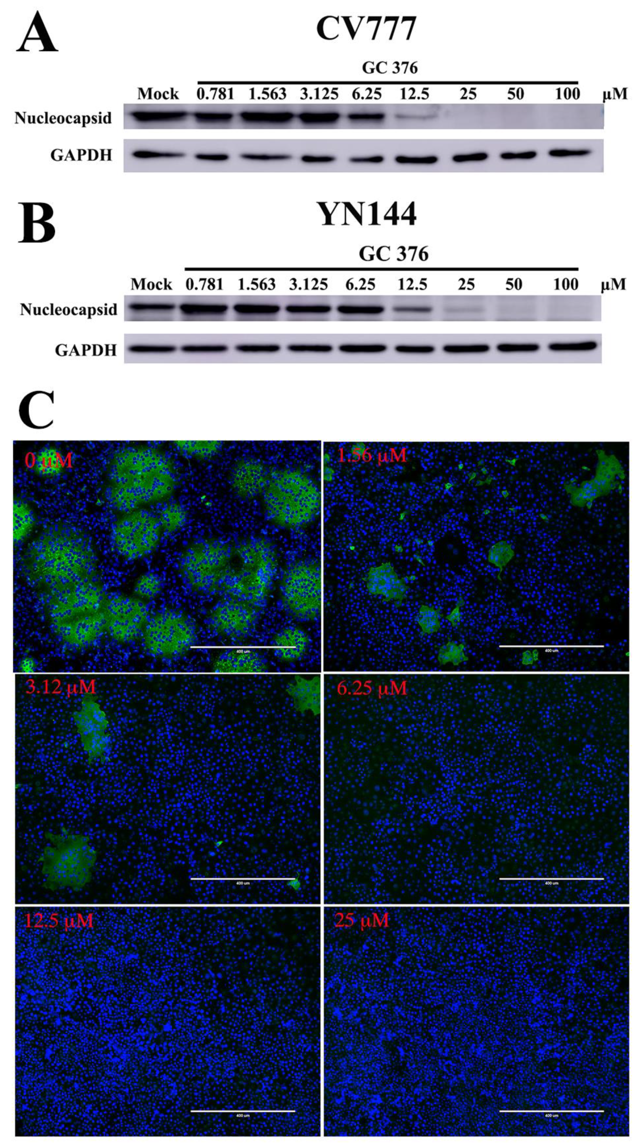 Viruses 12 00240 g003