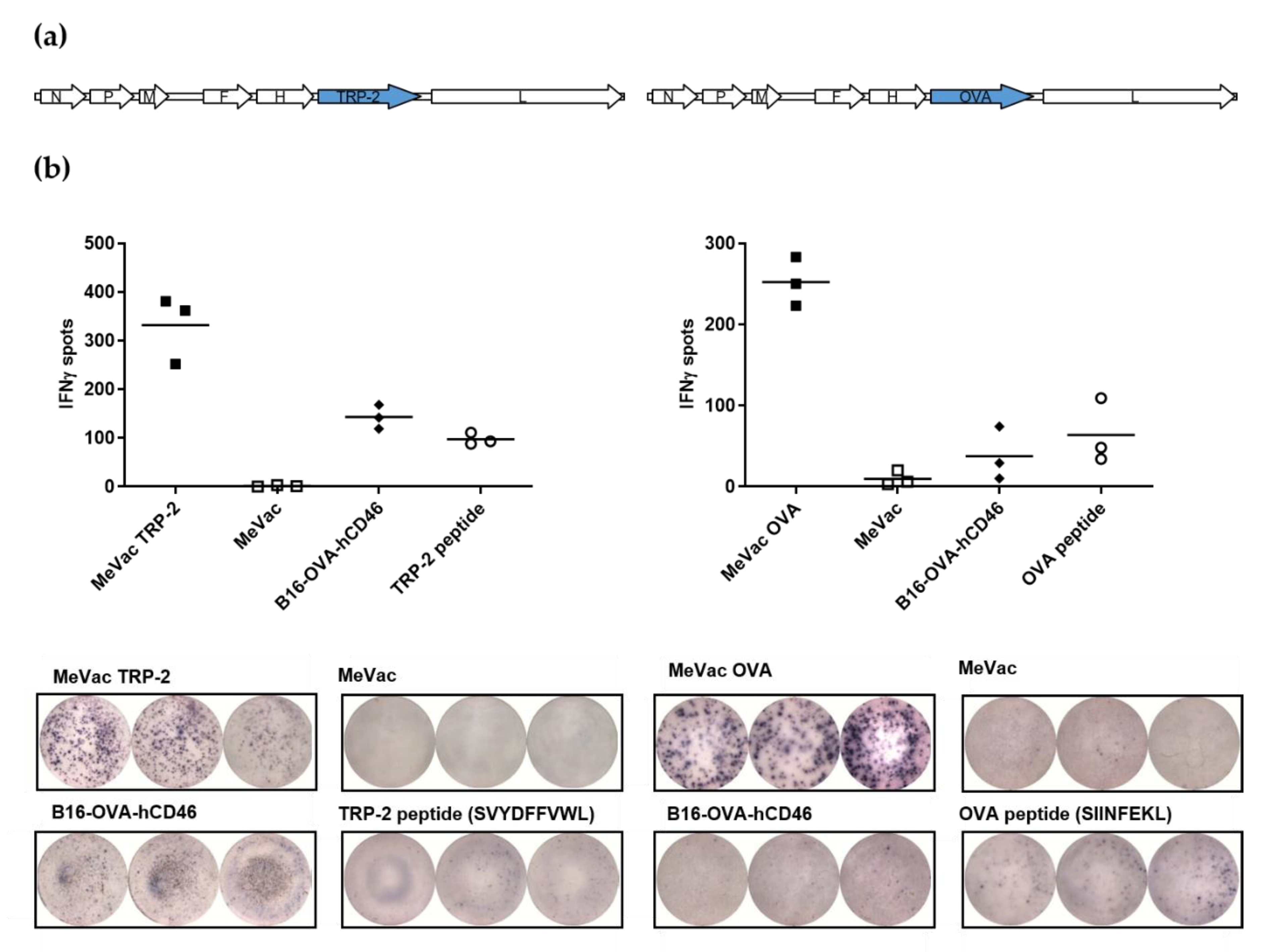 Viruses Free Full Text Measles Vaccines Designed For Enhanced Cd8 T Cell Activation Html