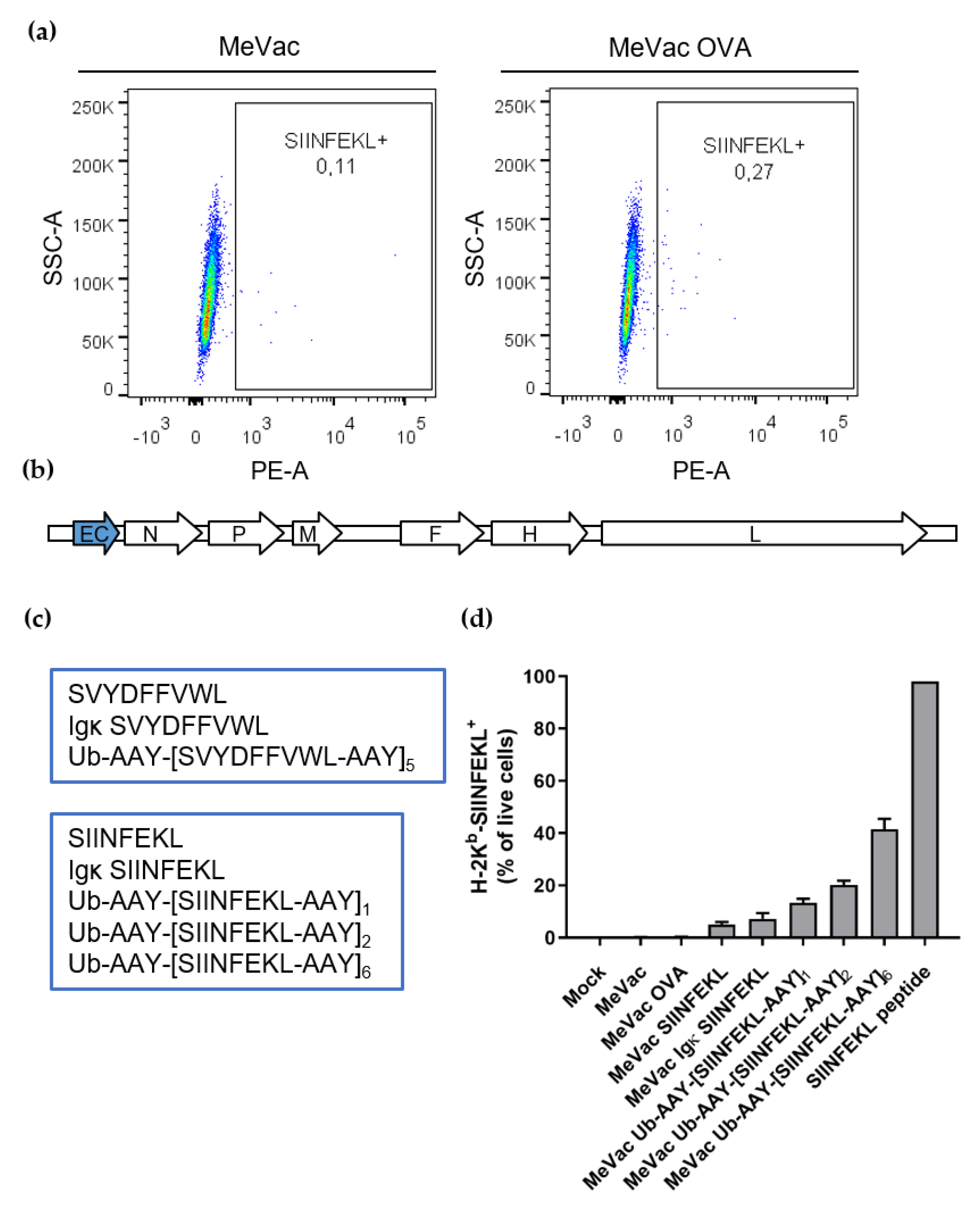 Viruses Free Full Text Measles Vaccines Designed For Enhanced Cd8 T Cell Activation Html