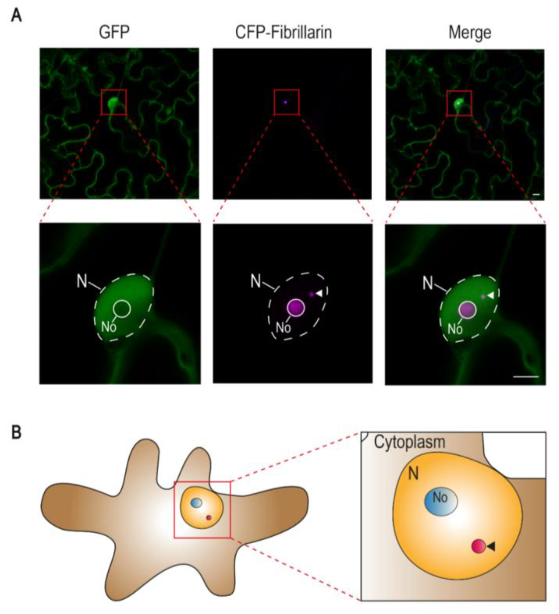 Viruses 12 00250 g001