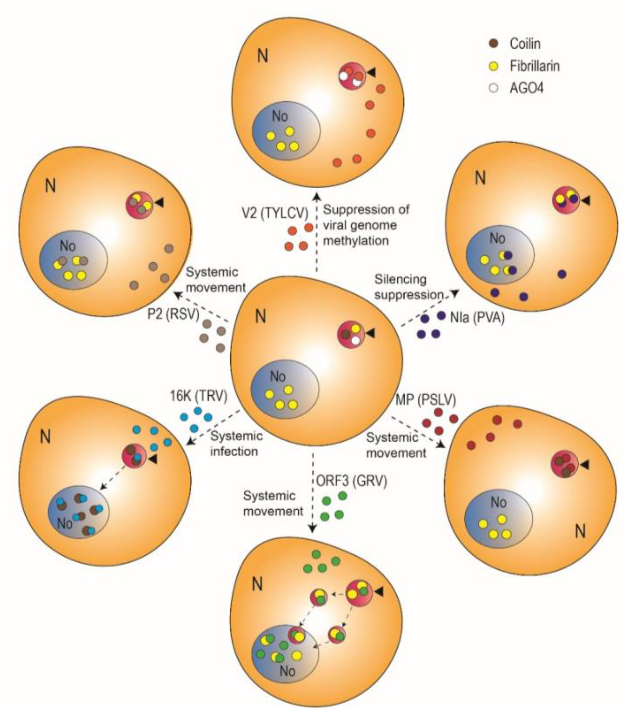 Viruses 12 00250 g002