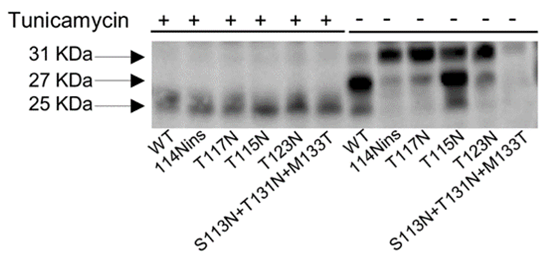 Viruses 12 00251 g003